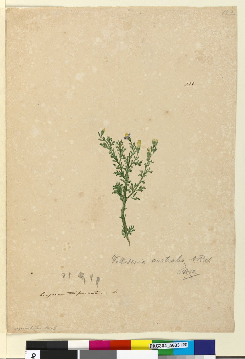 Página 122. Vittadinia australis, c.1803-06 (wc, caneta, tinta e lápis) de John William Lewin