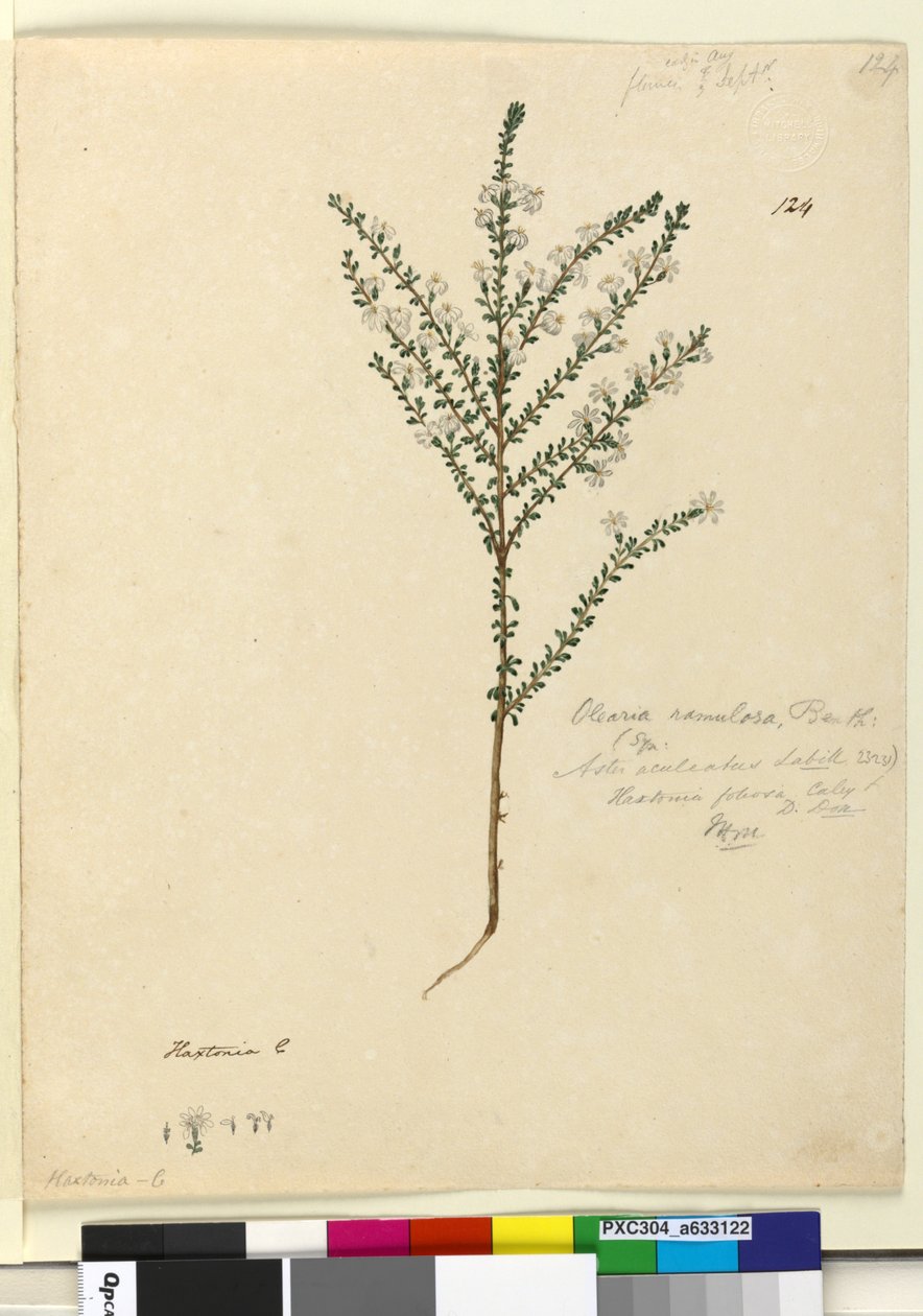 Página 124. Olearia ramulosa, c.1803-06 (wc, caneta, tinta e lápis) de John William Lewin