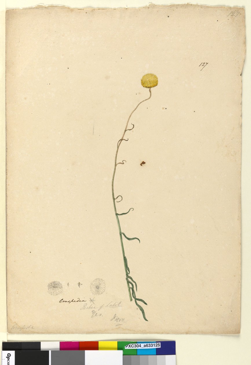 Página 127. Craspedia, c.1803-06 (wc, caneta, tinta e lápis) de John William Lewin