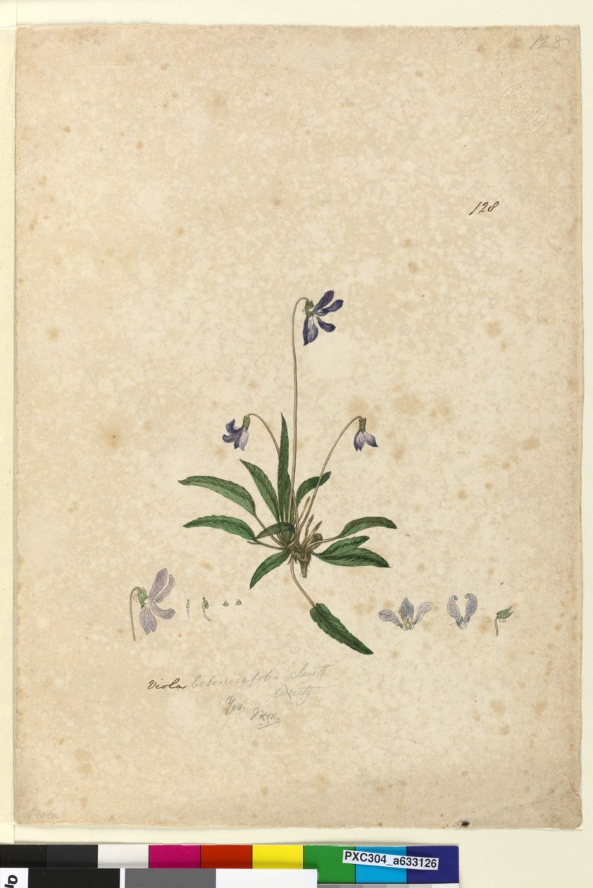 Página 128. Viola betonicifolia, c.1803-06 (wc, caneta, tinta e lápis) de John William Lewin