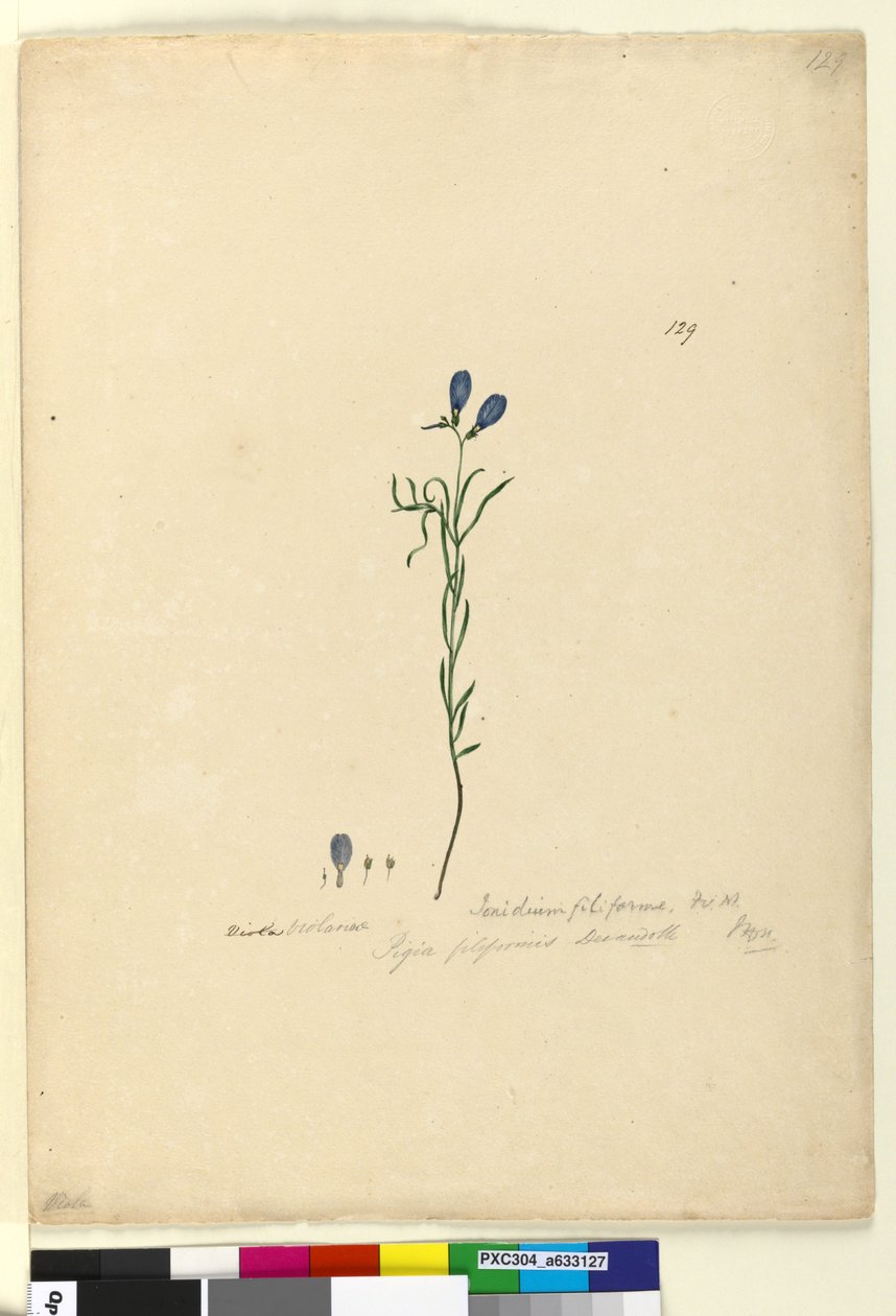 Página 129. Ionidium filiforme, c.1803-06 (wc, caneta, tinta e lápis) de John William Lewin
