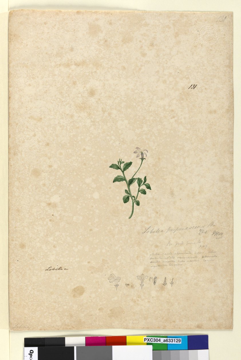 Página 131. Lobelia purpurascens, c.1803-06 (wc, caneta, tinta e lápis) de John William Lewin