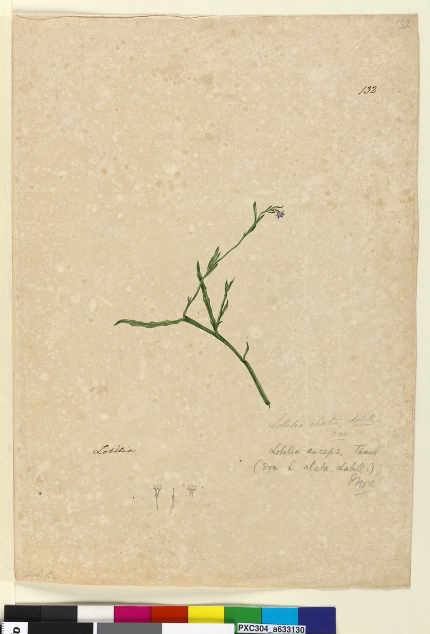 Página 132. Lobelia alata, c.1803-06 (wc, caneta, tinta e lápis) de John William Lewin