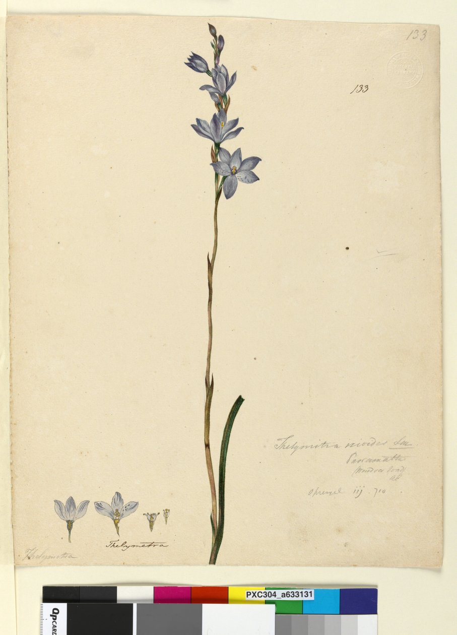 Página 133. Thelymitra ixioides, c.1803-06 (wc, caneta, tinta e lápis) de John William Lewin