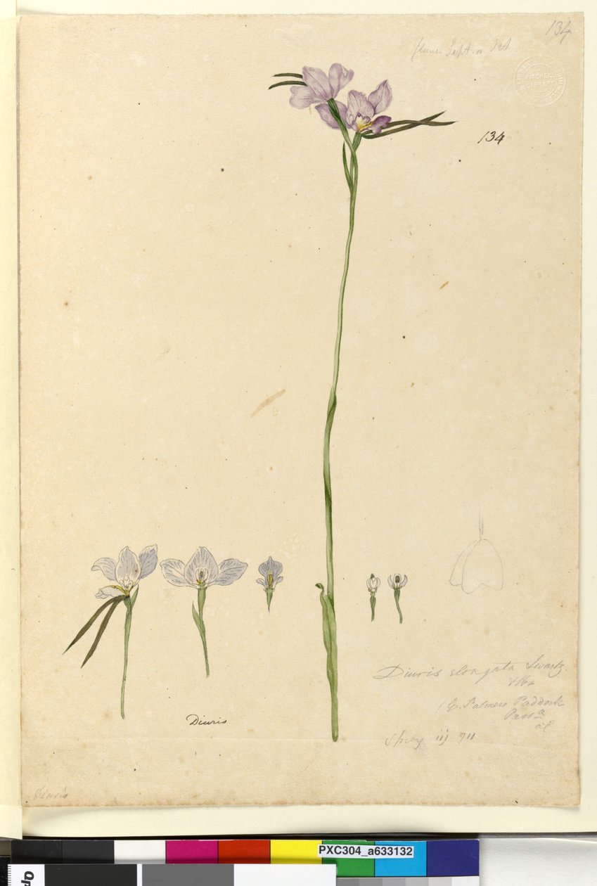 Página 134. Diuris elongata, c.1803-06 (wc, caneta, tinta e lápis) de John William Lewin