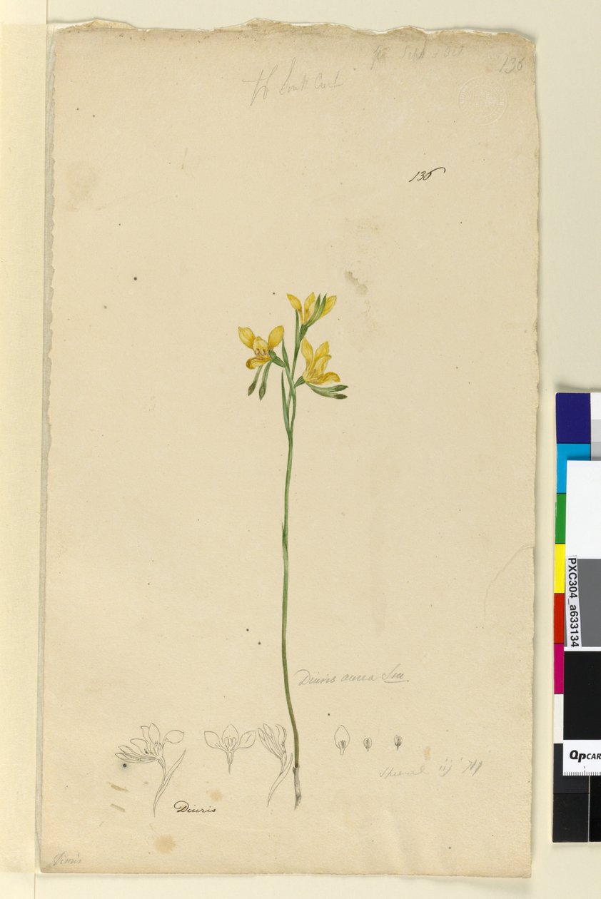 Página 136. Diuris aurea, c.1803-06 (wc, caneta, tinta e lápis) de John William Lewin