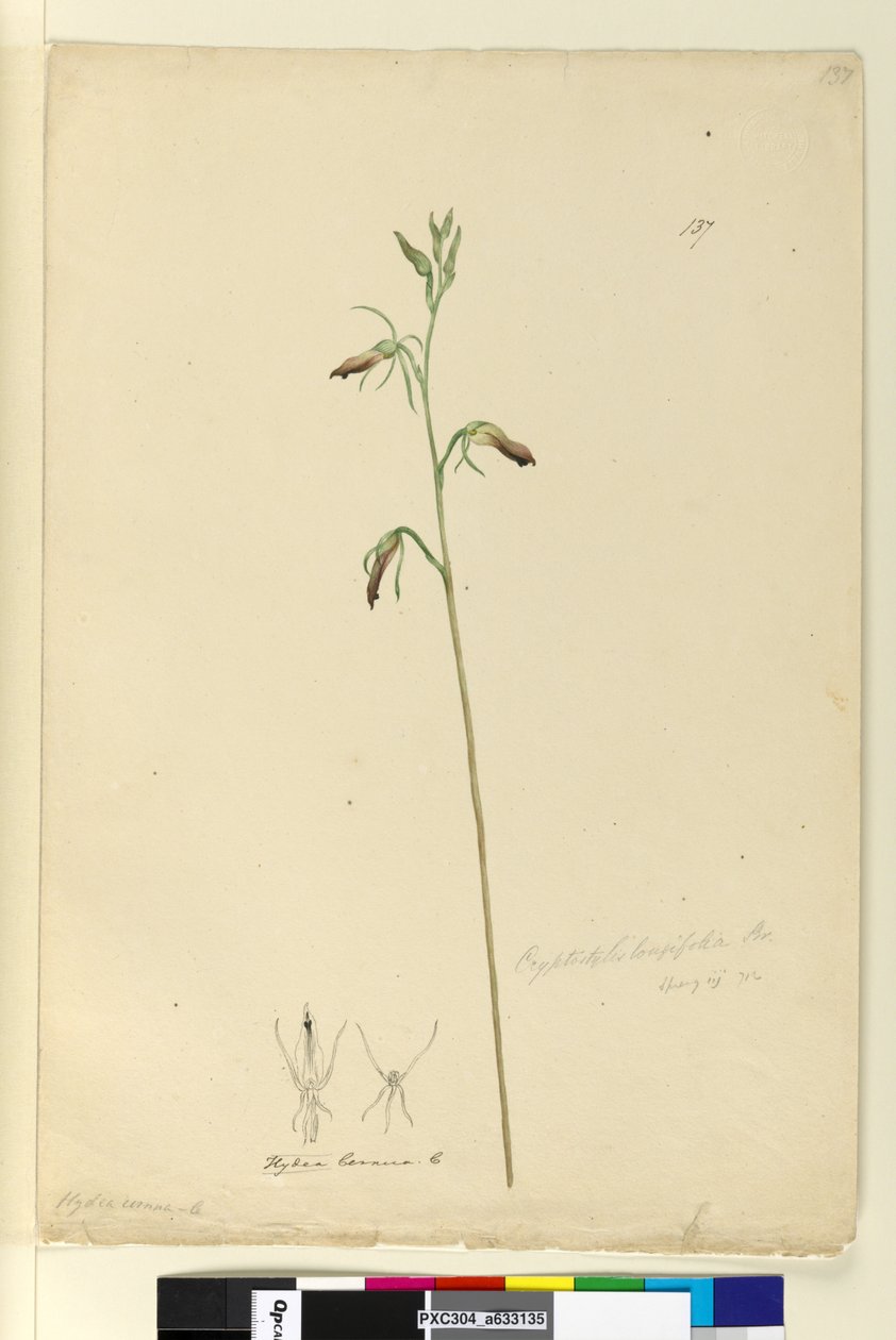 Página 137. Cryptostylis longifolia, c.1803-06 (wc, caneta, tinta e lápis) de John William Lewin
