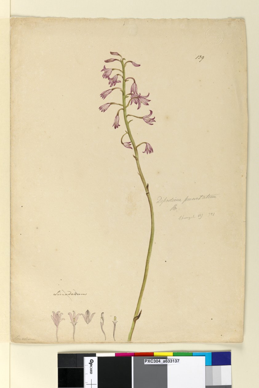 Página 139. Dipodium punctatum, c.1803-06 (wc, caneta, tinta e lápis) de John William Lewin