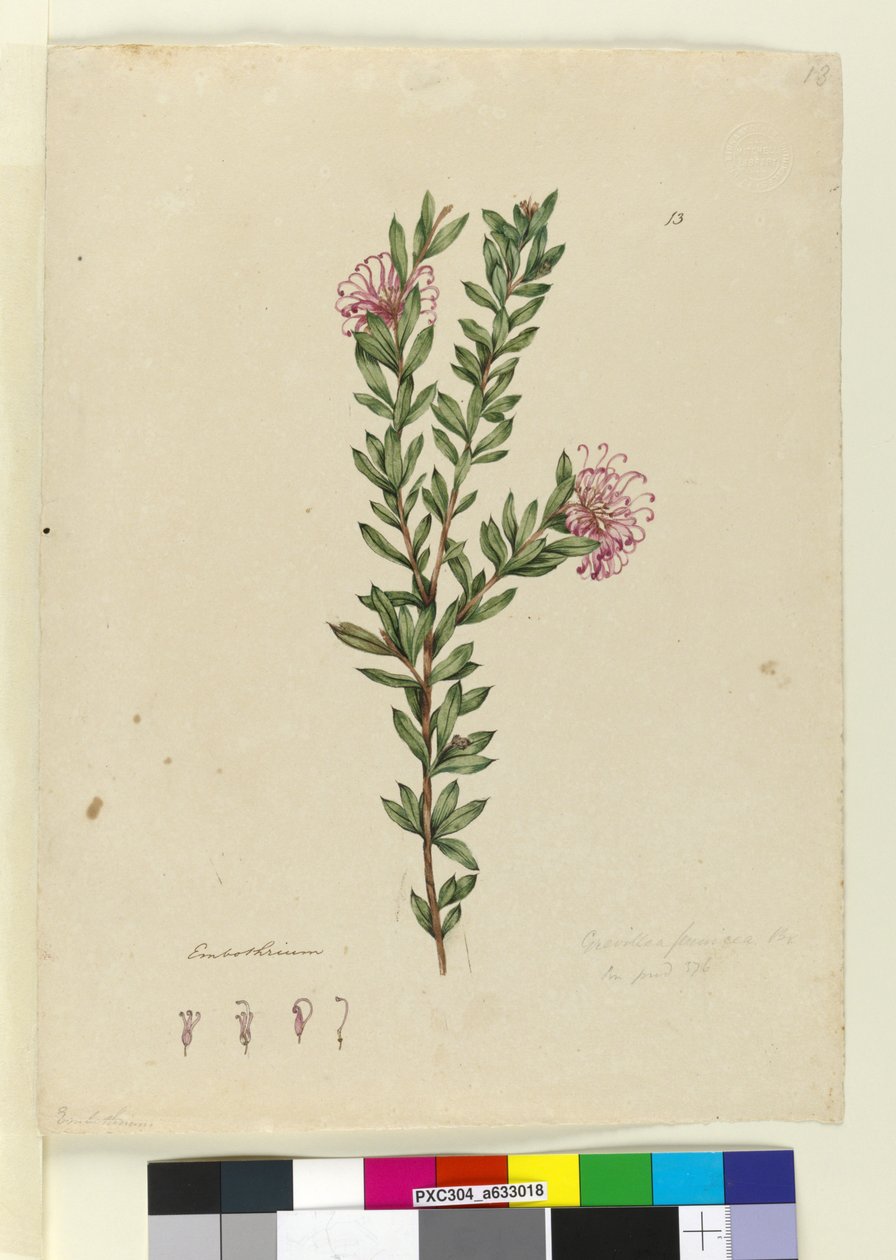 Página 13. Grevillea punicea, c.1803-06 (wc, caneta, tinta e lápis) de John William Lewin