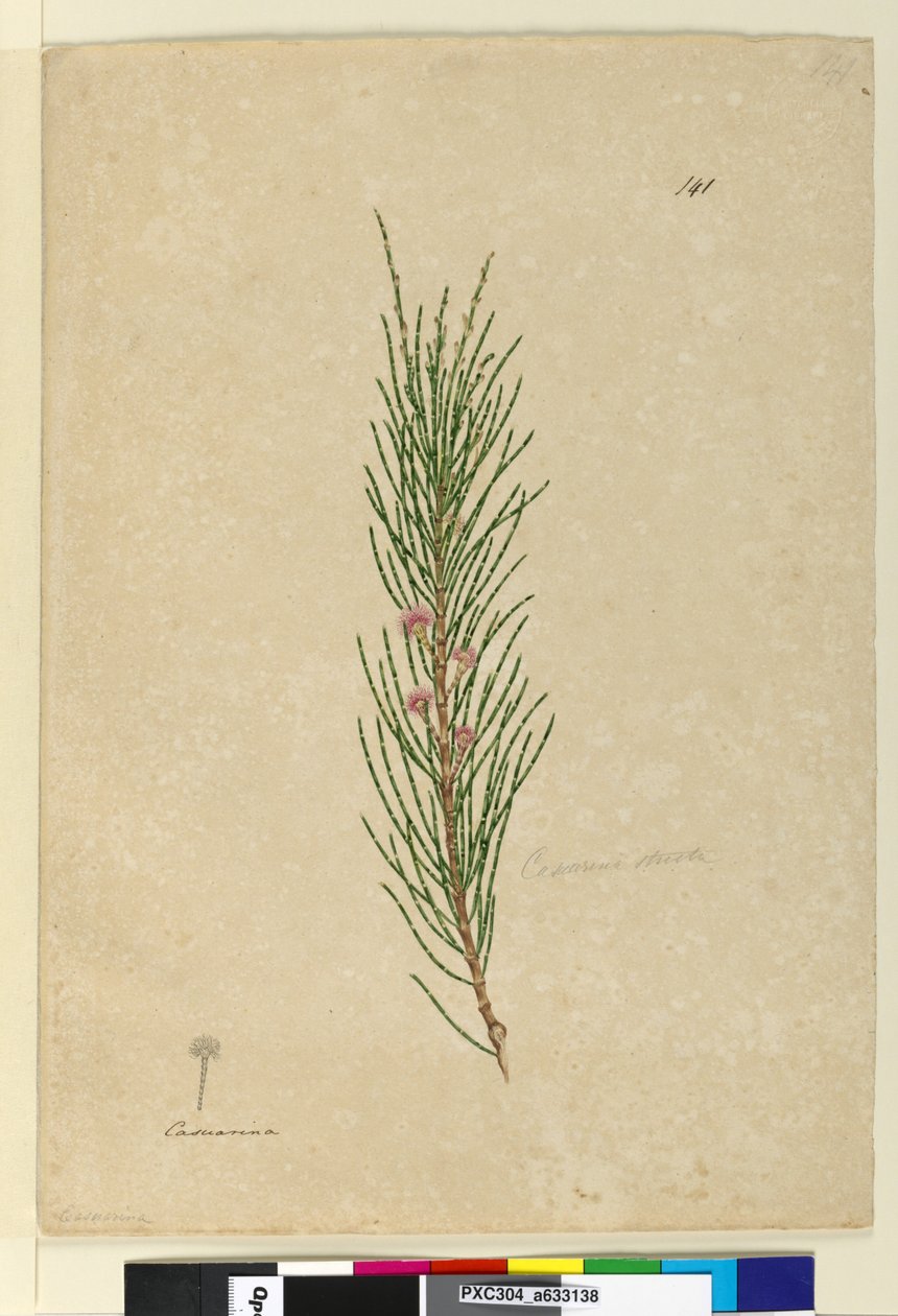 Página 141. Casuarina strictaAllocasuarina verticillata, c.1803-06 (wc, caneta, tinta e lápis) de John William Lewin