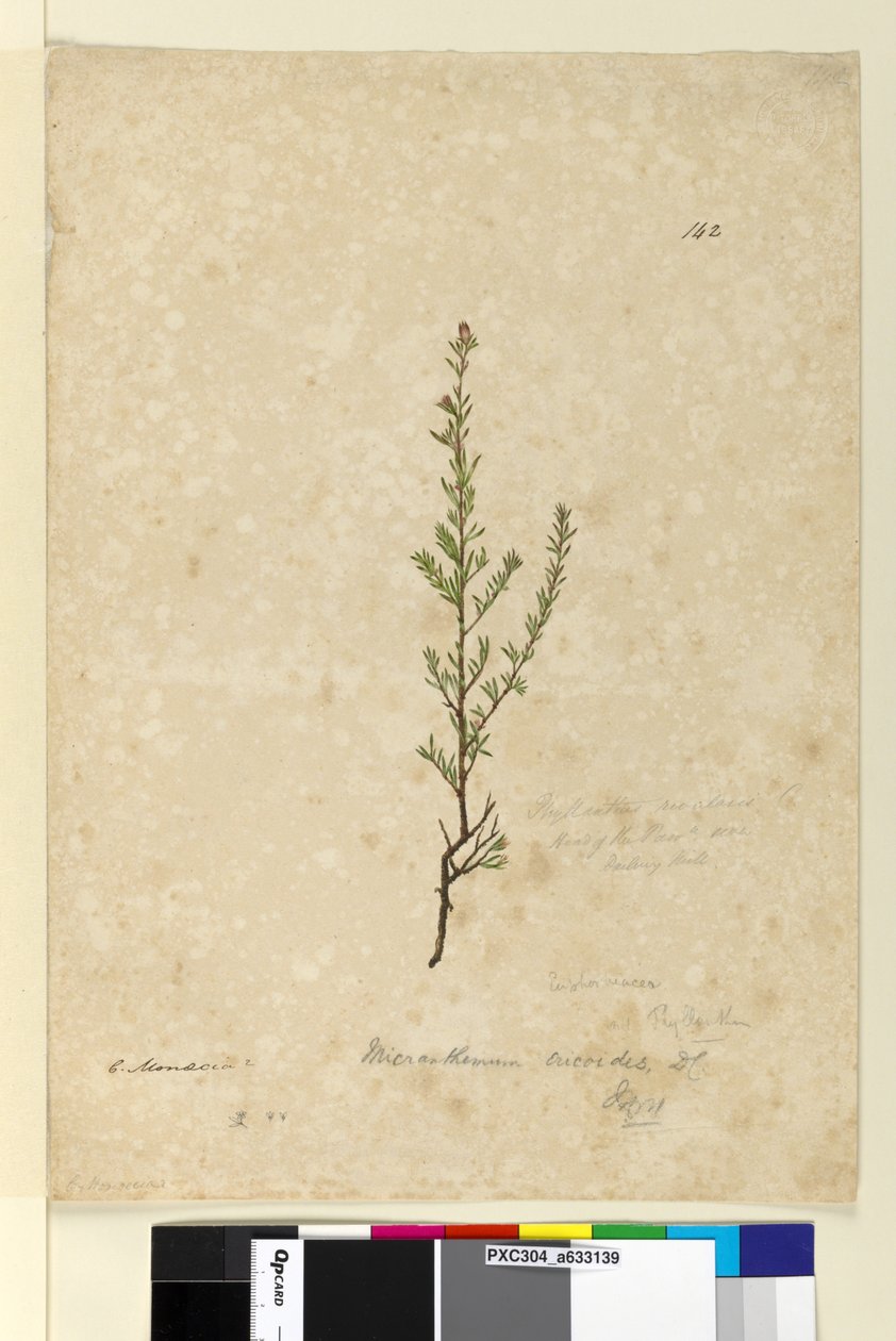 Página 142. Phyllanthus rivularis, c.1803-06 (wc, caneta, tinta e lápis) de John William Lewin
