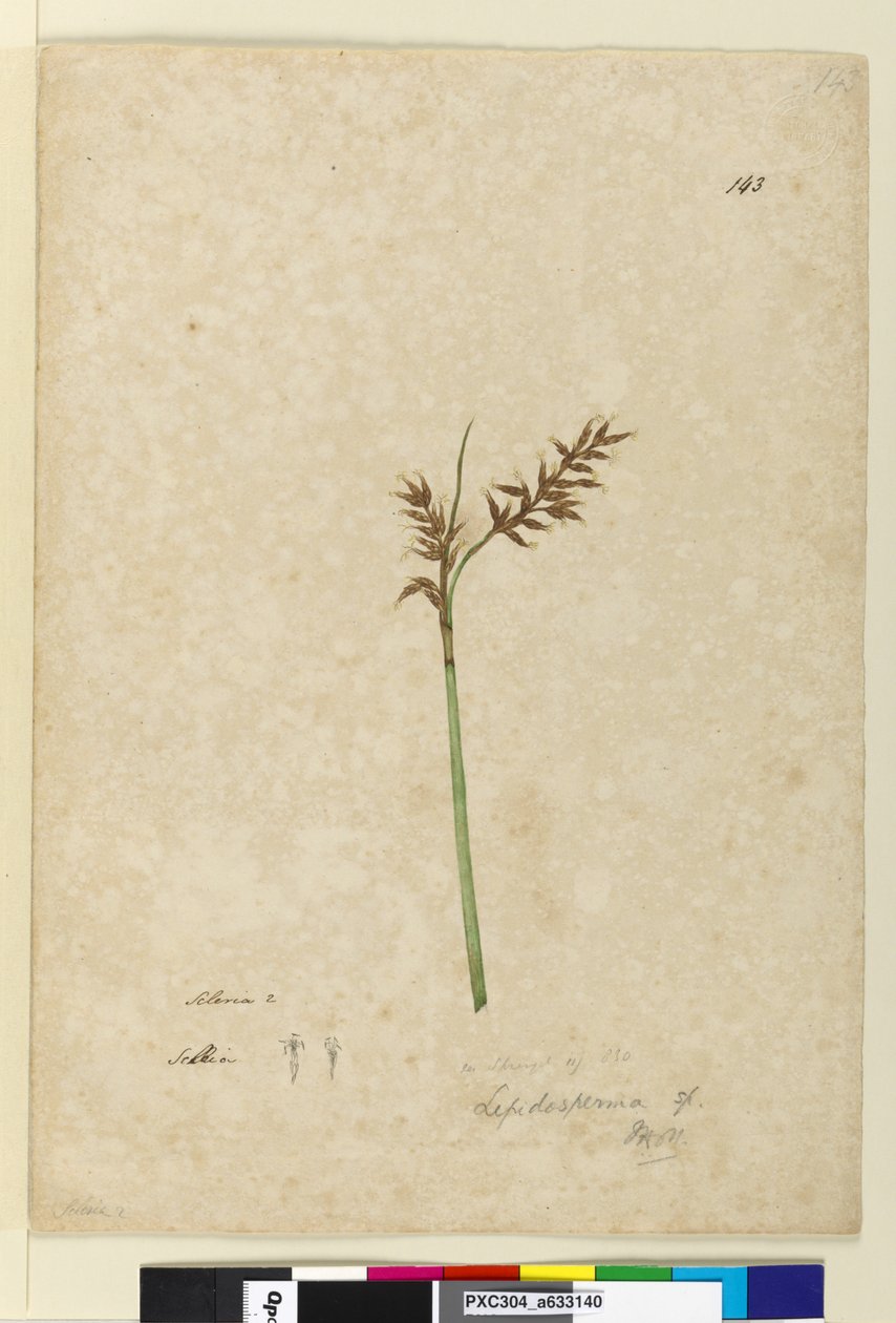 Página 143. Lepidosperma, c.1803-06 (wc, caneta, tinta e lápis) de John William Lewin