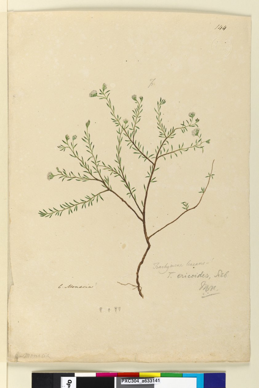 Página 144. Trachymene linearis, c.1803-06 (wc, caneta, tinta e lápis) de John William Lewin