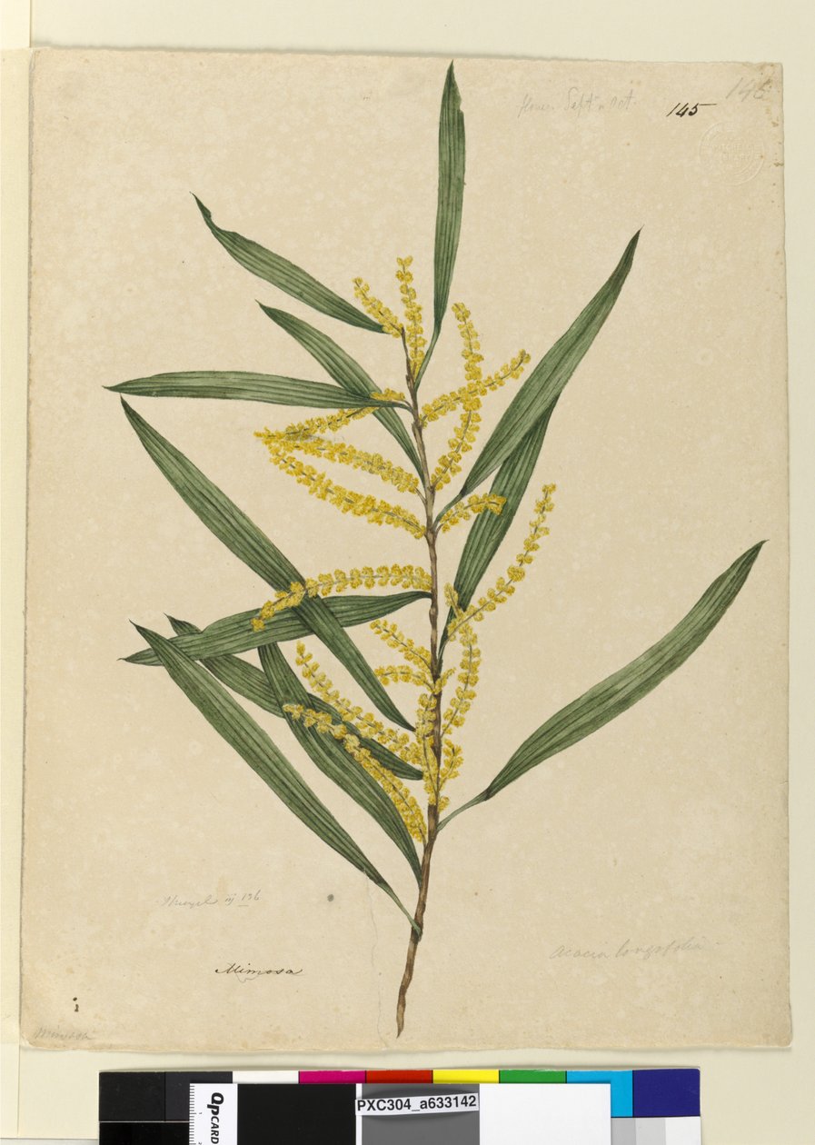 Página 145. Acacia longifolia, c.1803-06 (wc, caneta, tinta e lápis) de John William Lewin