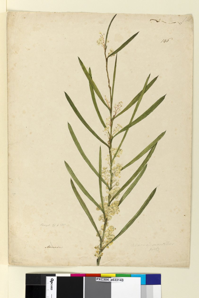 Página 146. Acacia suaveolens, c.1803-06 (wc, caneta, tinta e lápis) de John William Lewin