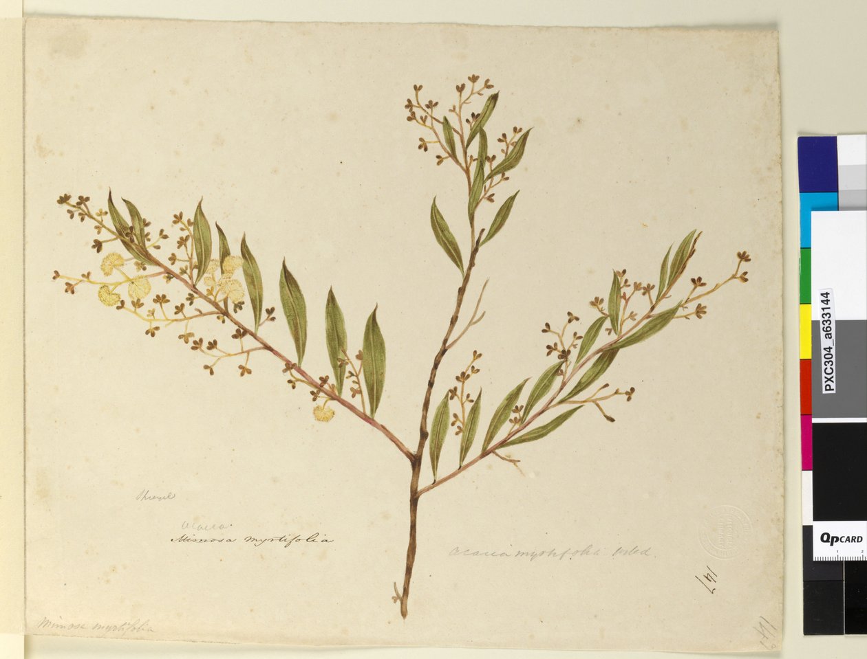 Página 147. Acacia myrtifolia, c.1803-06 (wc, caneta, tinta e lápis) de John William Lewin