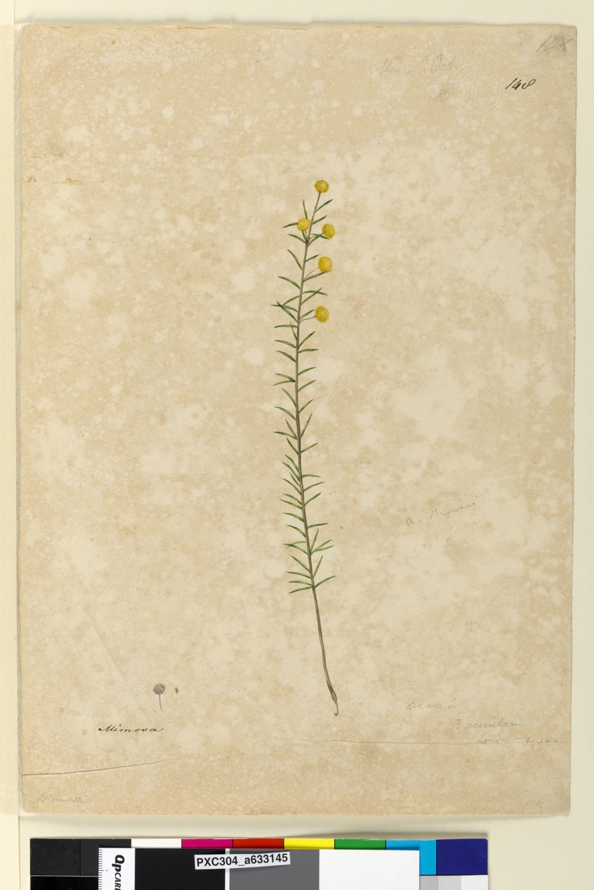 Página 148. Acacia aciculares, c.1803-06 (aquarela, caneta, tinta e lápis) de John William Lewin