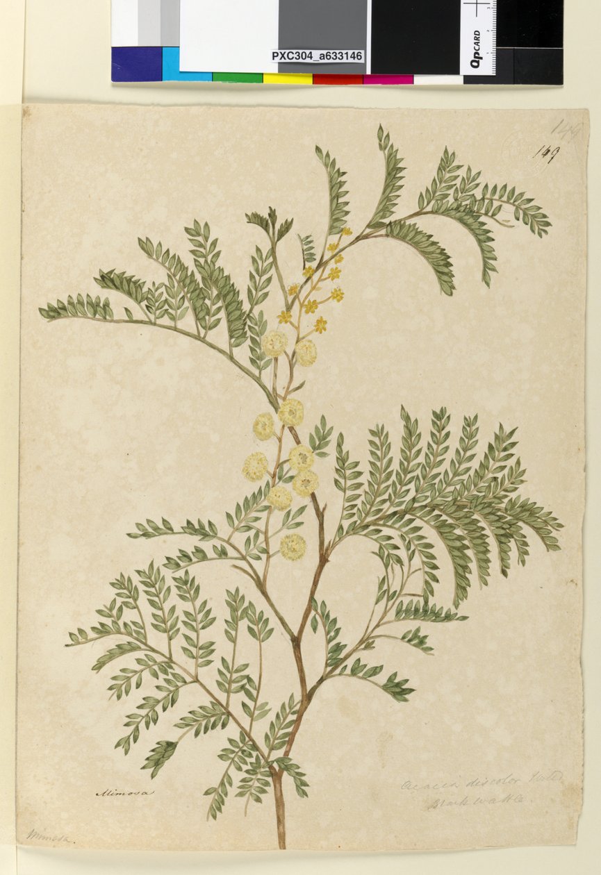 Página 149. Acacia discolorAcacia terminalis, c.1803-06 (wc, caneta, tinta e lápis) de John William Lewin