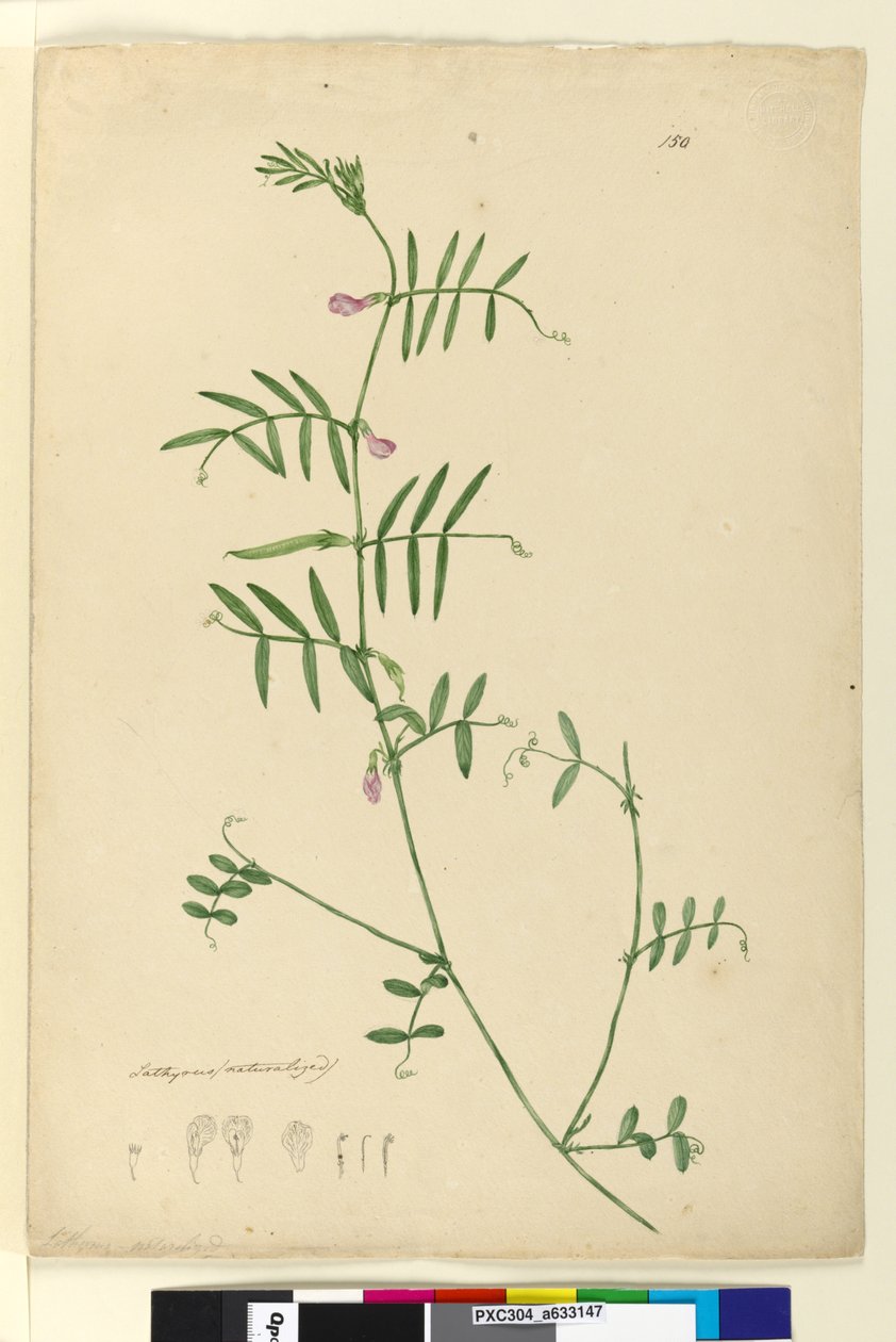 Página 150. Lathyrus, c.1803-06 (wc, caneta, tinta e lápis) de John William Lewin
