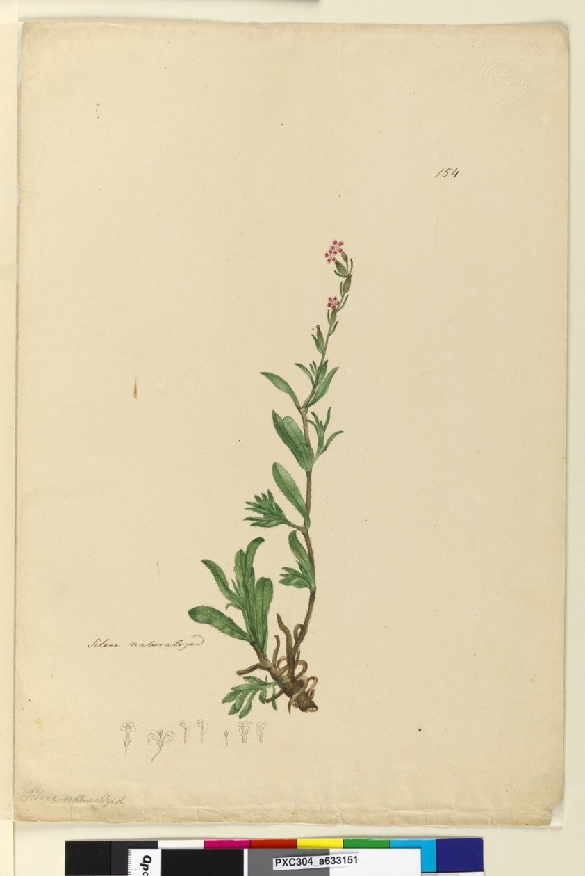 Página 154. Silene naturalizado, c.1803-06 (wc, caneta, tinta e lápis) de John William Lewin