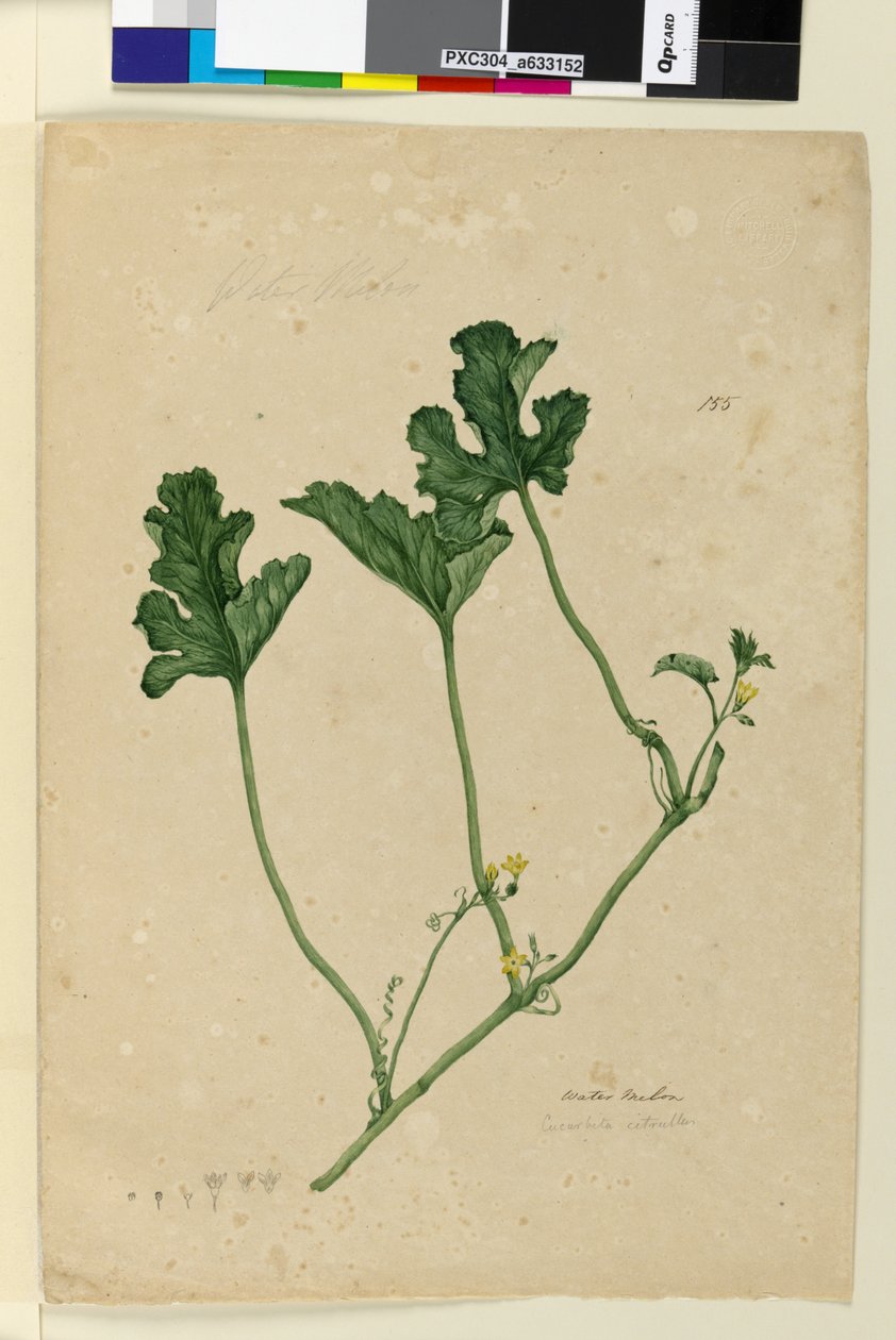 Página 155. Melancia, c.1803-06 (wc, caneta, tinta e lápis) de John William Lewin