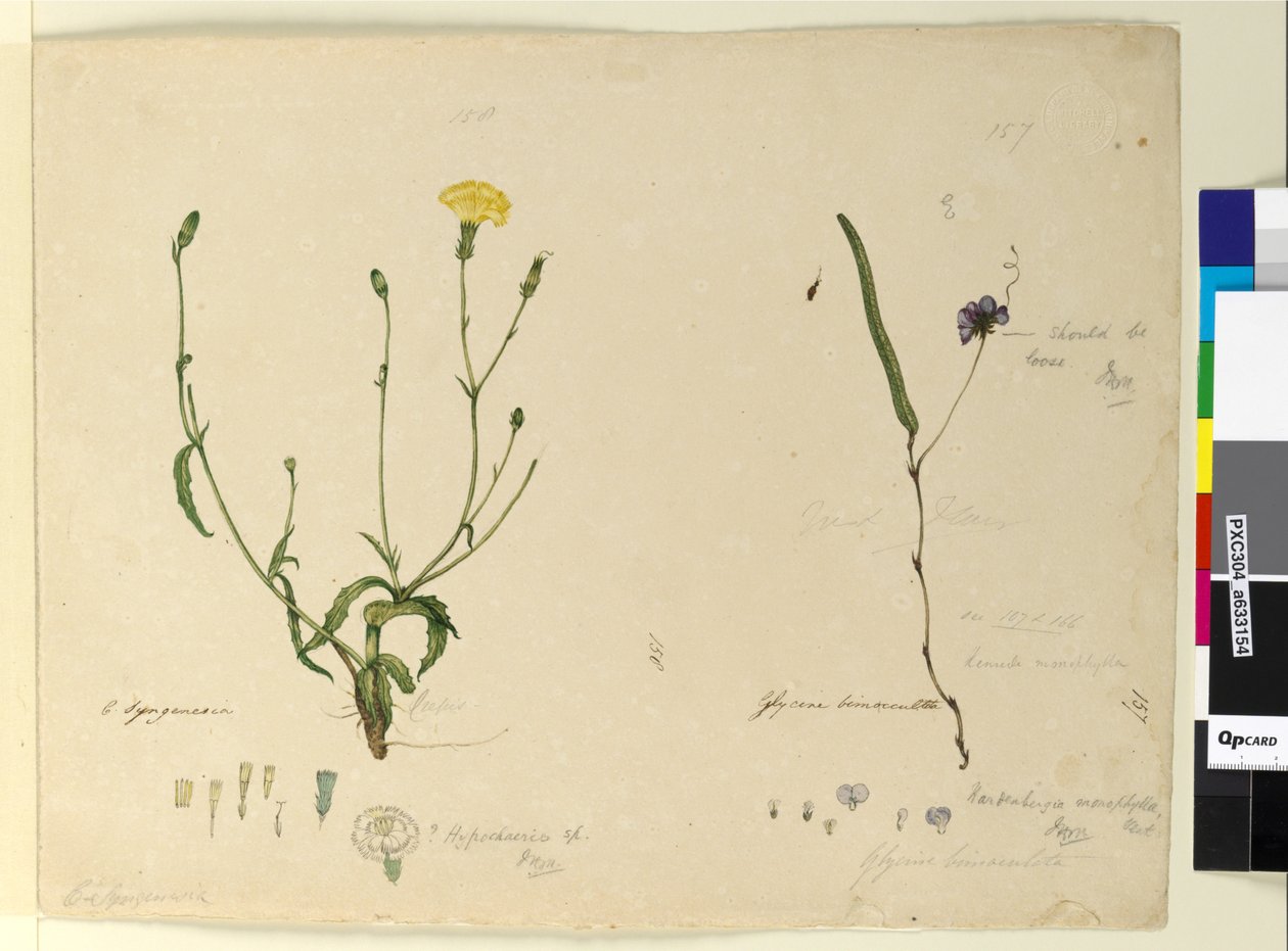 Página 157. Hardenbergia monophyllaHardenbergia violacea; 158. Hypochaeris, c.1803-06 (wc, caneta, tinta e lápis) de John William Lewin