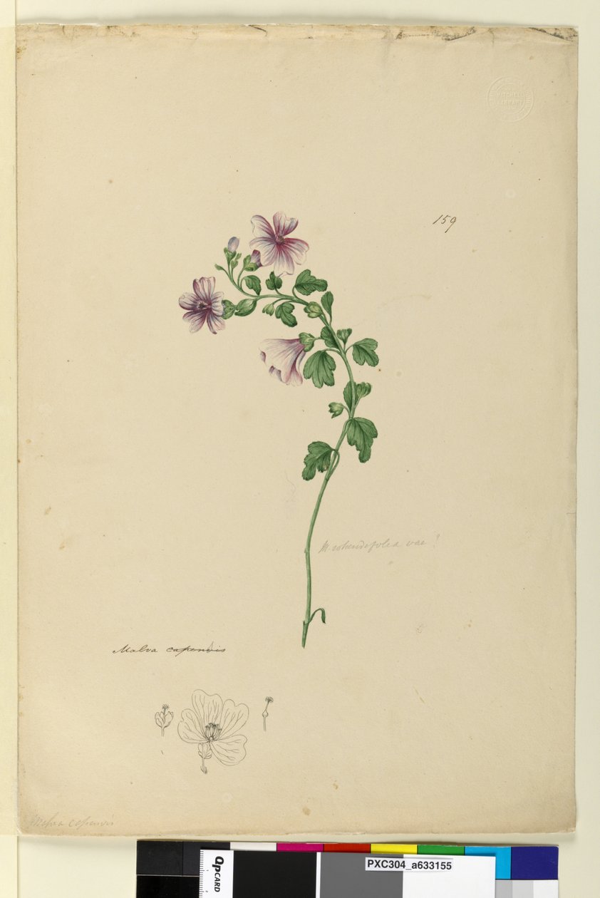 Página 159. Malva capensis, c.1803-06 (wc, caneta, tinta e lápis) de John William Lewin