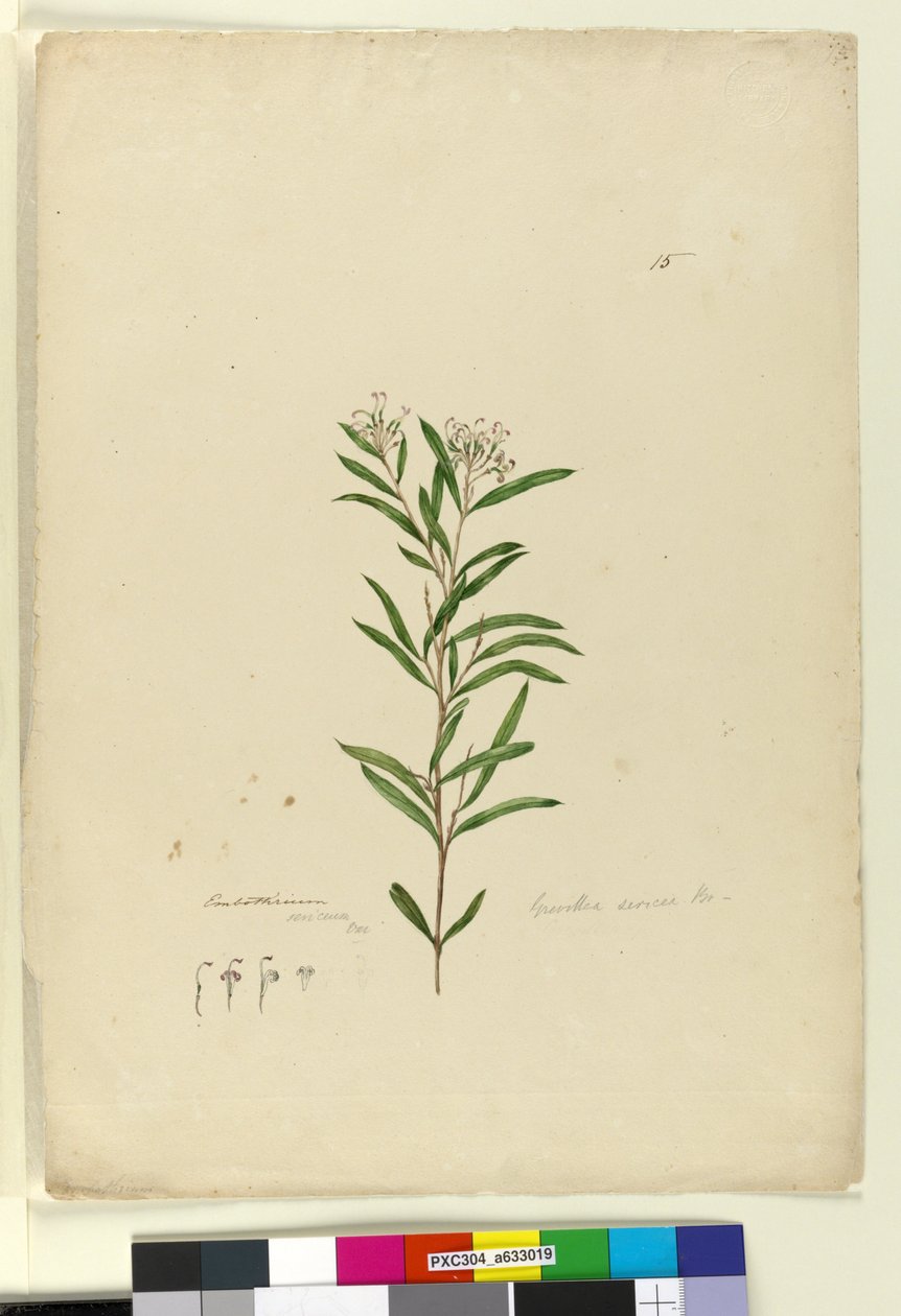 Página 15. Grevillea sericea, c.1803-06 (wc, caneta, tinta e lápis) de John William Lewin