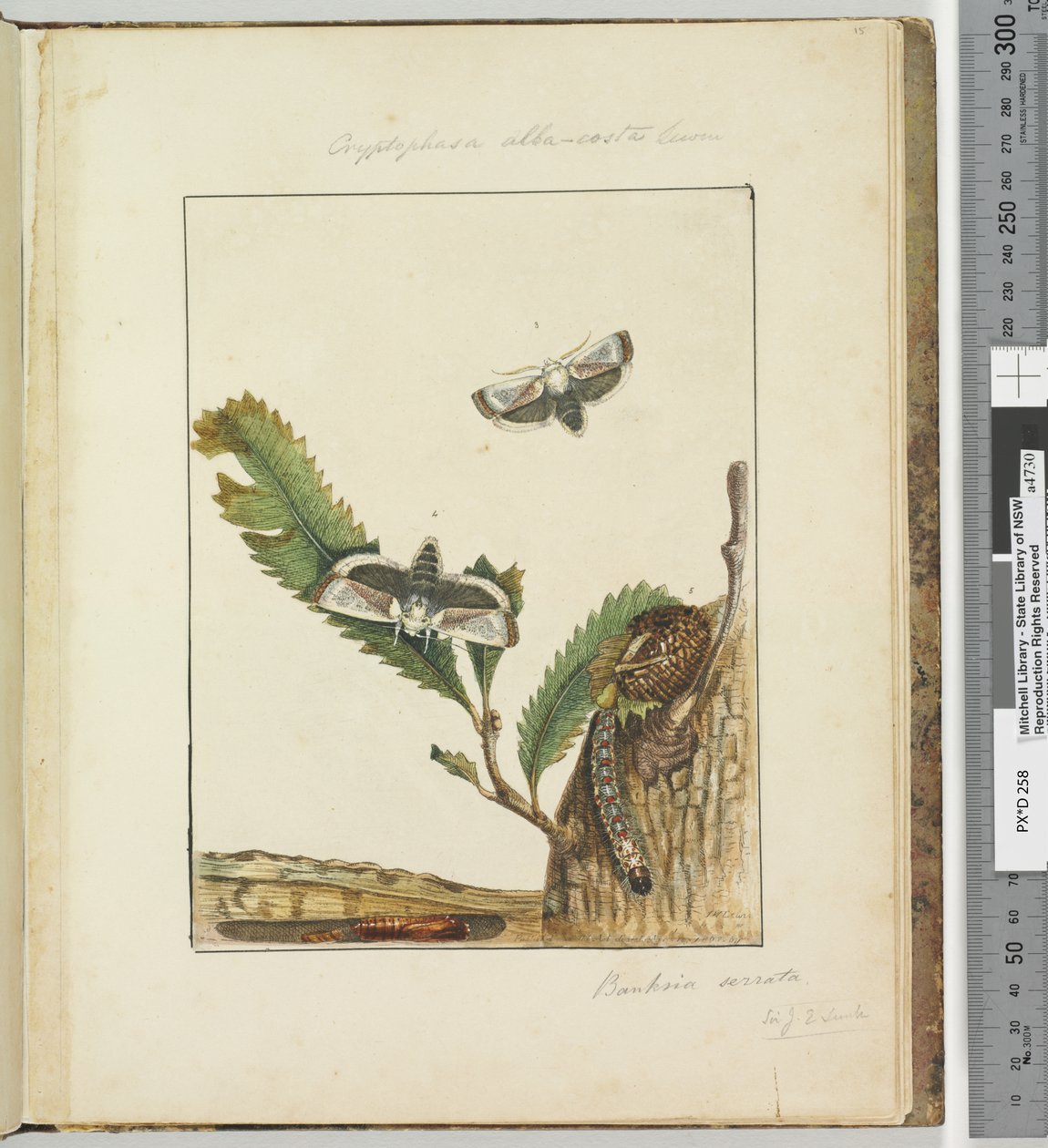 Página 15. Placa 4 Cryptophasa alba, costa Lewin, 1803-04 (gravuras coloridas à mão) de John William Lewin