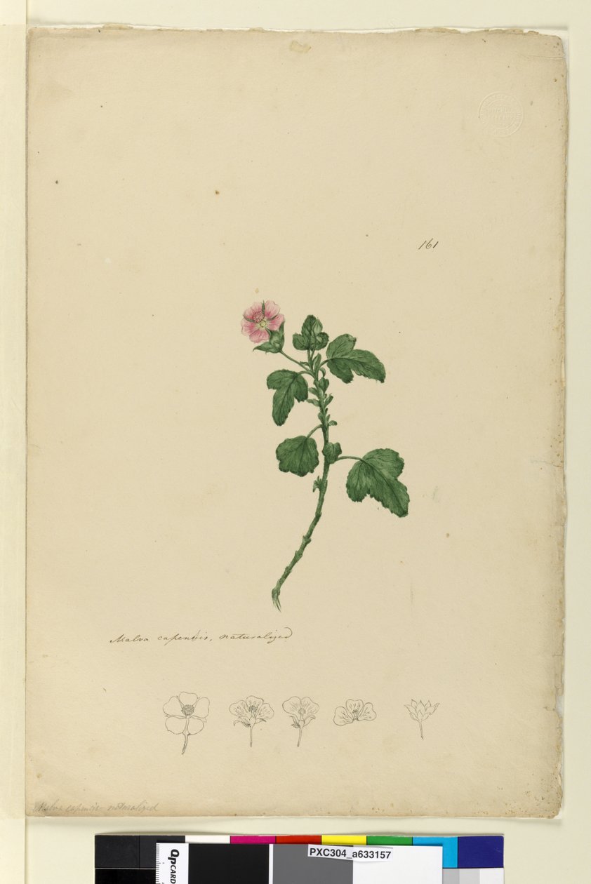 Página 161. Malva capensis, c.1803-06 (wc, caneta, tinta e lápis) de John William Lewin