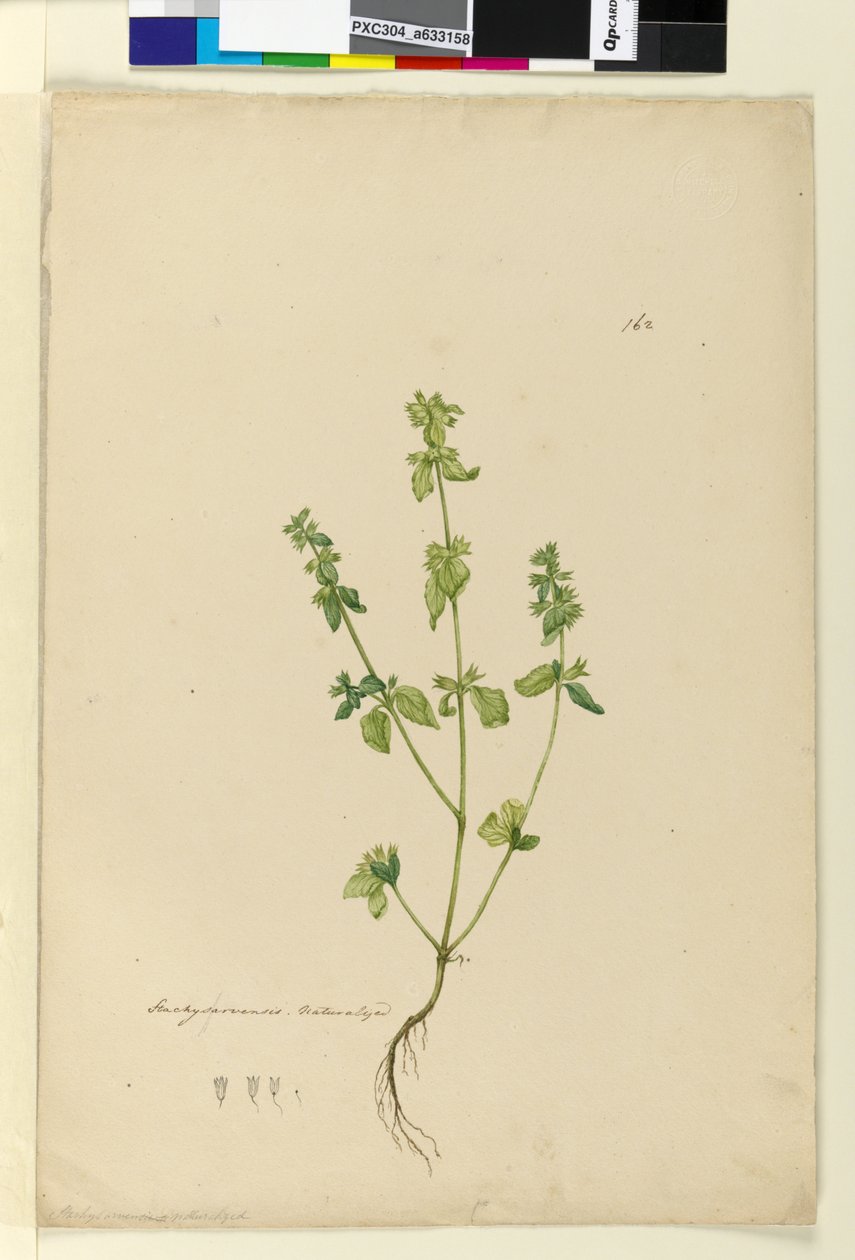 Página 162. Stachys arvensis, c.1803-06 (wc, caneta, tinta e lápis) de John William Lewin