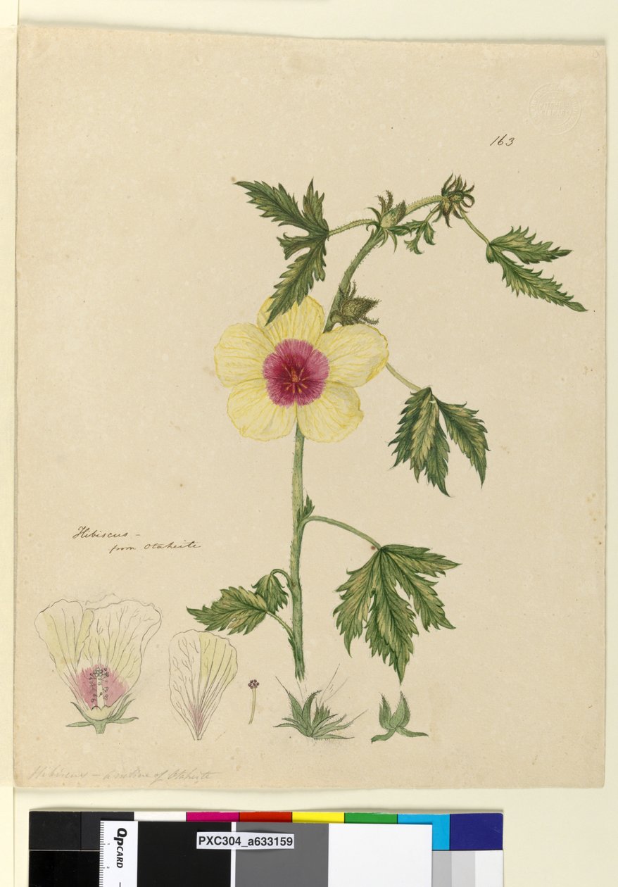 Página 163. Hibiscus, c.1803-06 (wc, caneta, tinta e lápis) de John William Lewin