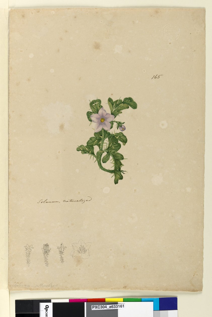 Página 165. Solanum naturalizado, c.1803-06 (wc, caneta, tinta e lápis) de John William Lewin