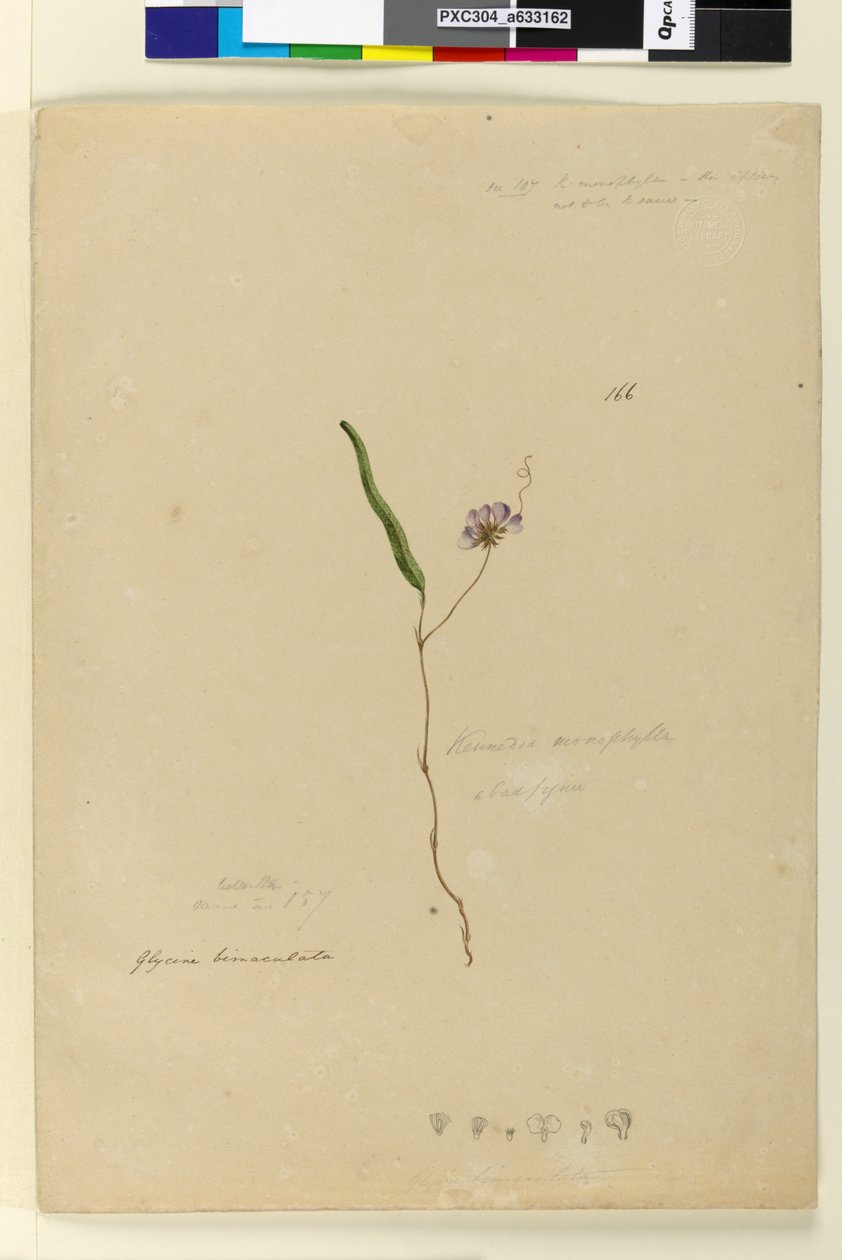 Página 166. Kennedy monophyllaHardenbergia violacea, c.1803-06 (wc, caneta, tinta e lápis) de John William Lewin