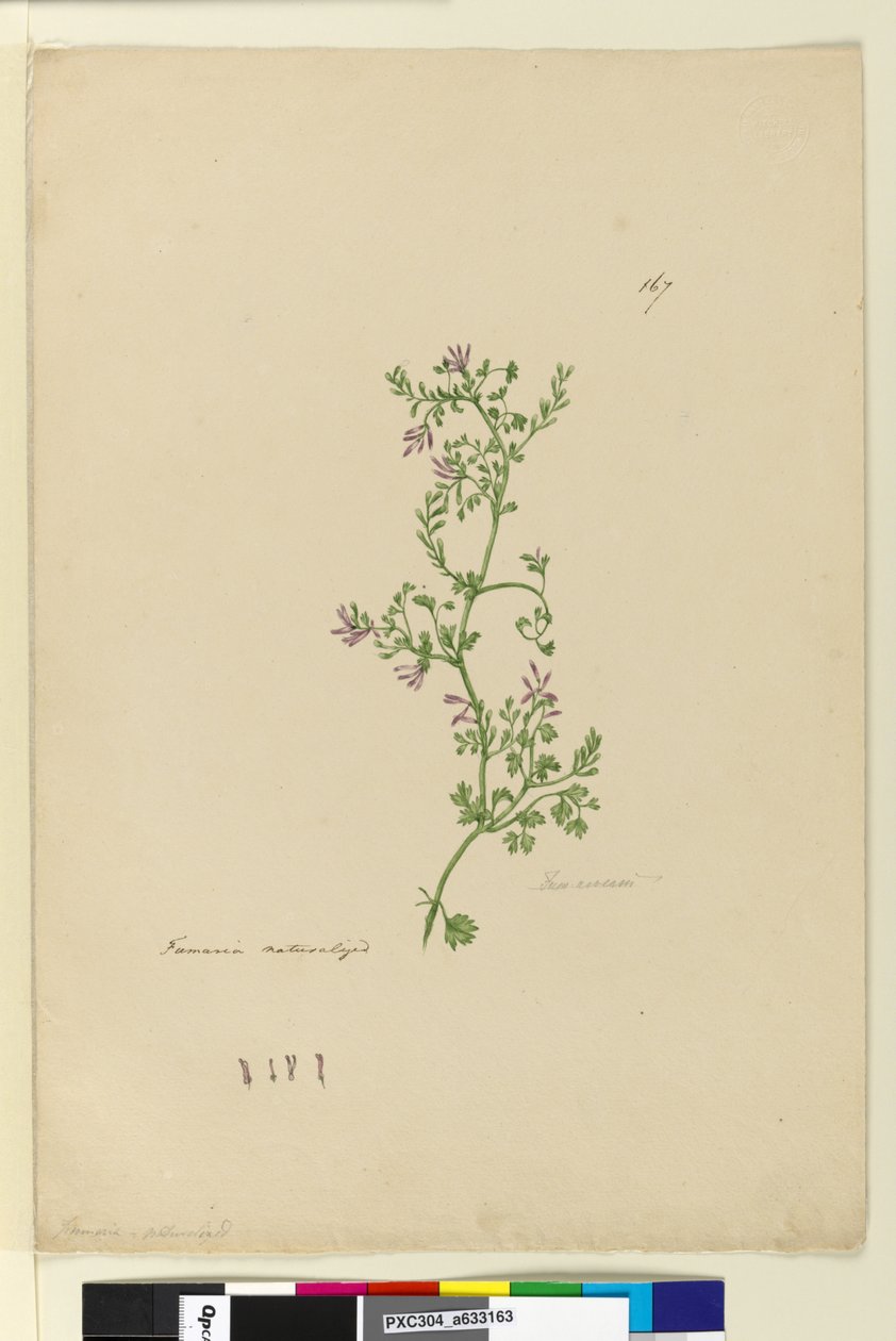 Página 167. Fumaria naturalizada, c.1803-06 (wc, caneta, tinta e lápis) de John William Lewin