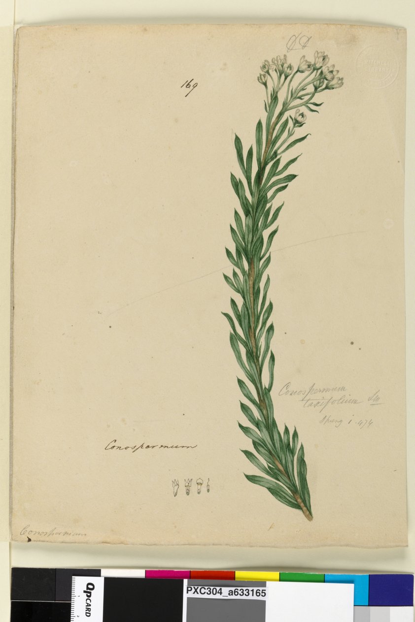 Página 169. Conospermum taxifolium, c.1803-06 (wc, caneta, tinta e lápis) de John William Lewin