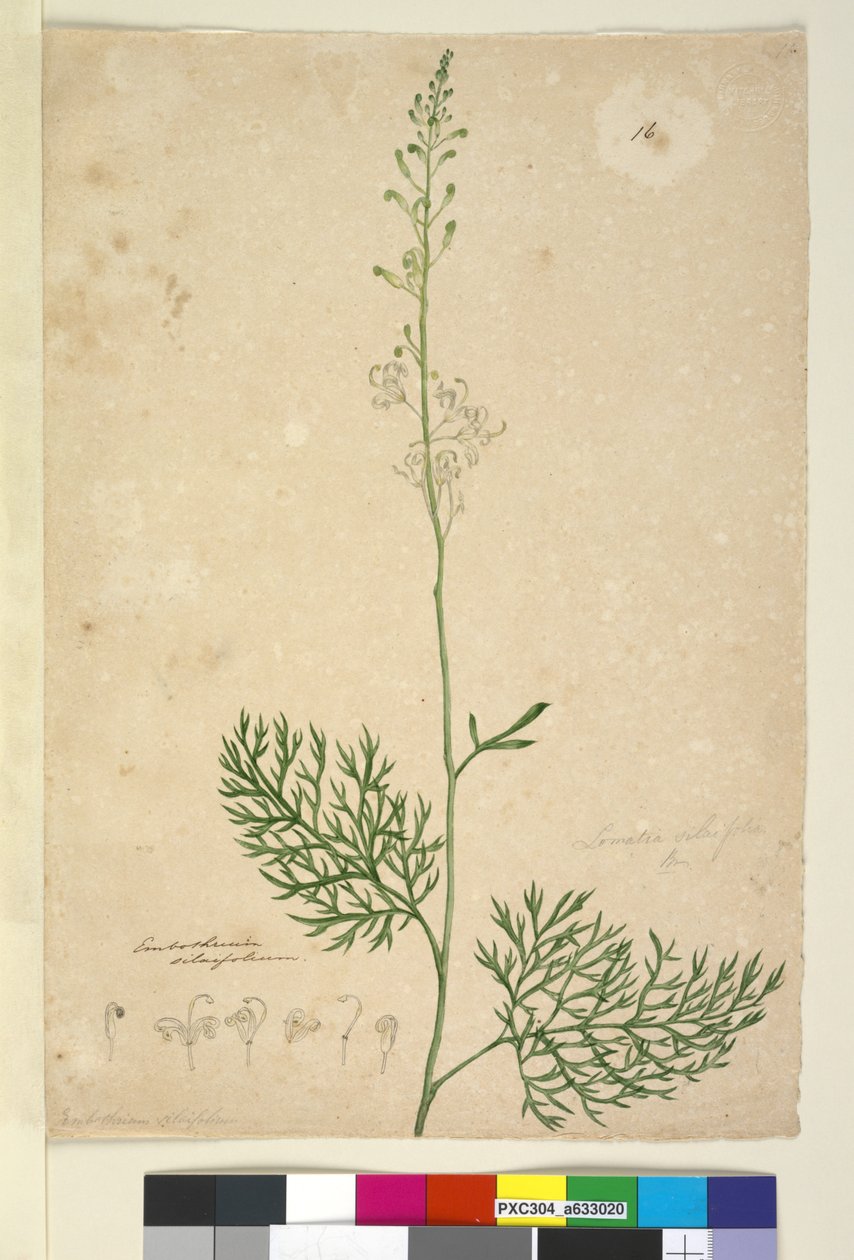 Página 16. Lomatia silaifolia, c.1803-06 (wc, caneta, tinta e lápis) de John William Lewin
