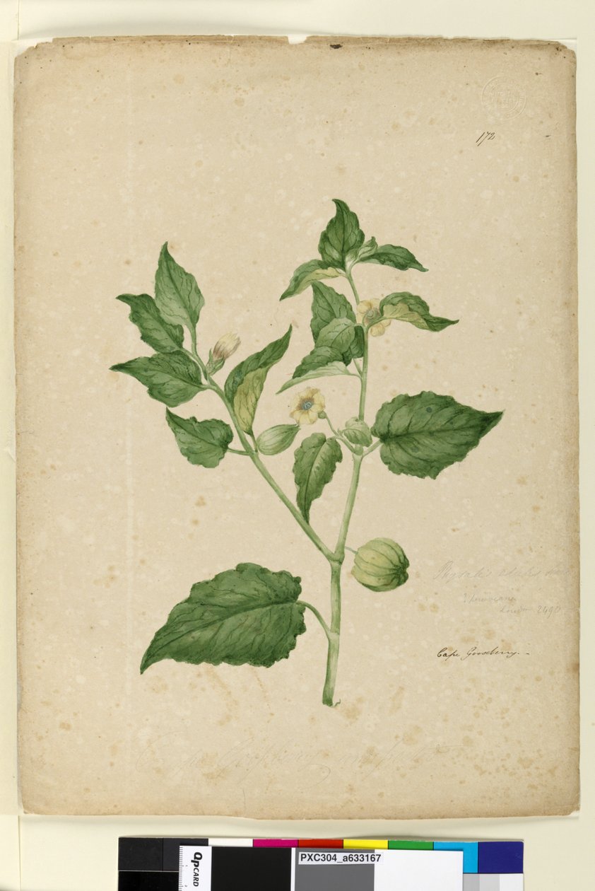 Página 172. Physalis edulis, c.1803-06 (wc, caneta, tinta e lápis) de John William Lewin