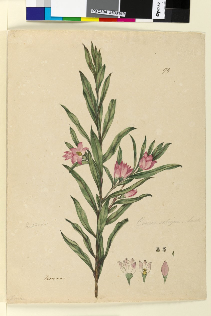 Página 174. Crowea saligna, c.1803-06 (wc, caneta, tinta e lápis) de John William Lewin