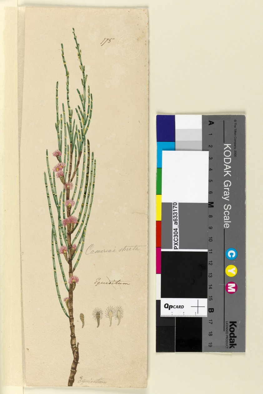 Página 175. Casuarina stricta Allocasuarina verticillata, c.1803-06 (WC, caneta, tinta e lápis) de John William Lewin