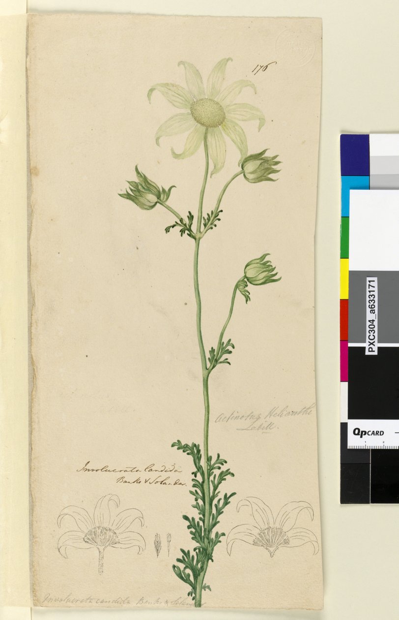 Página 176. Actinotus Helianthe, c.1803-06 (wc, caneta, tinta e lápis) de John William Lewin
