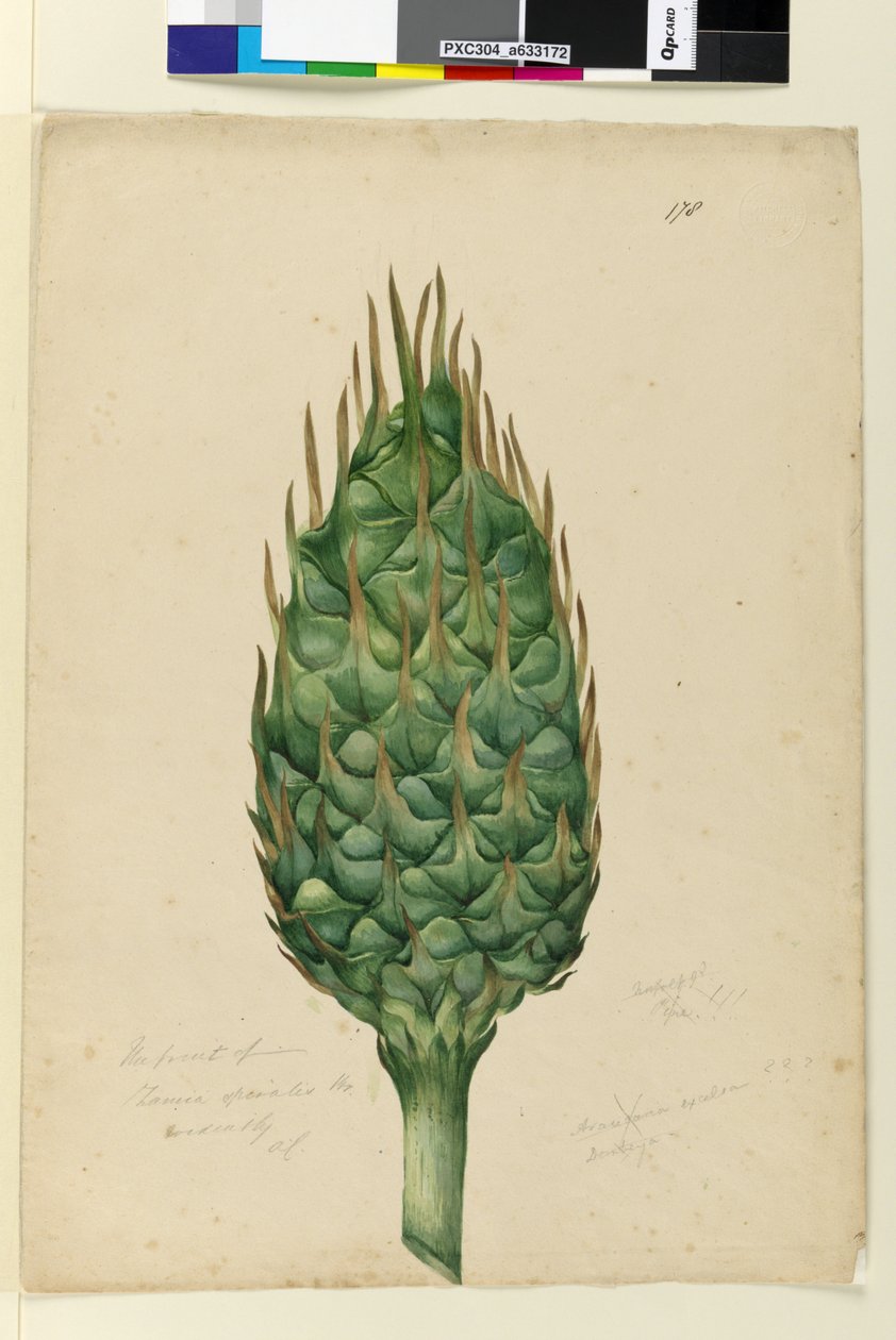 Página 178. O fruto de Zamia spiralis, c.1803-06 (wc, caneta, tinta e lápis) de John William Lewin