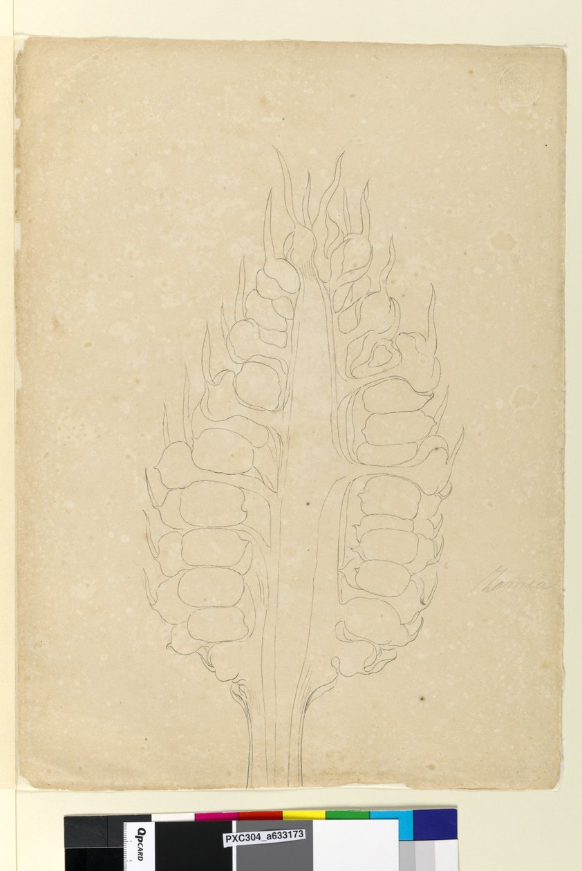 Página 178a. Zamia, c.1803-06 (wc, caneta, tinta e lápis) de John William Lewin