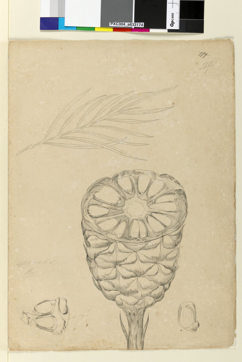 Página 178b. Spiralis, c.1803-06 (wc, caneta, tinta e lápis) de John William Lewin