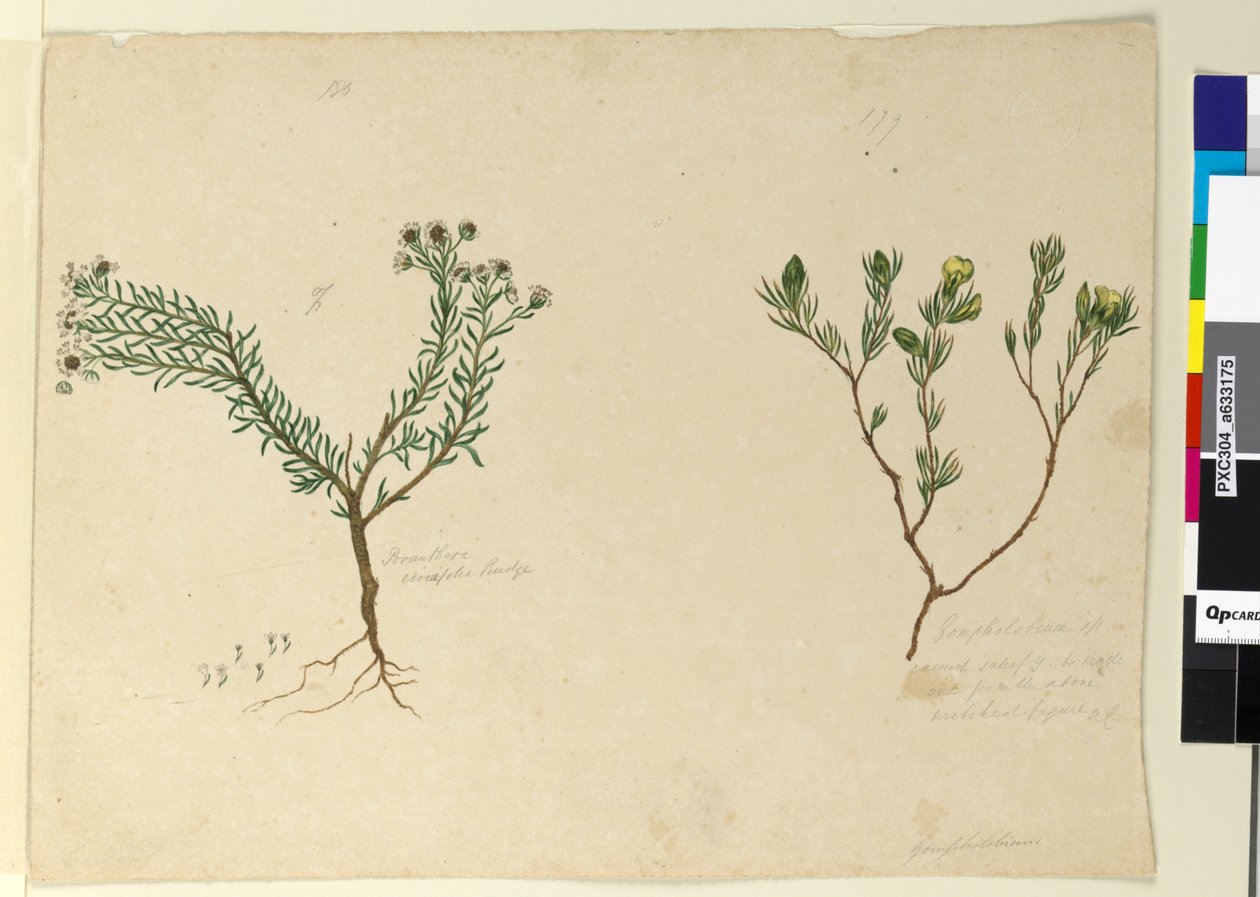 Página 179. Gompholobium; 180. Poranthera ericafolia, c.1803-06 (wc, caneta, tinta e lápis) de John William Lewin