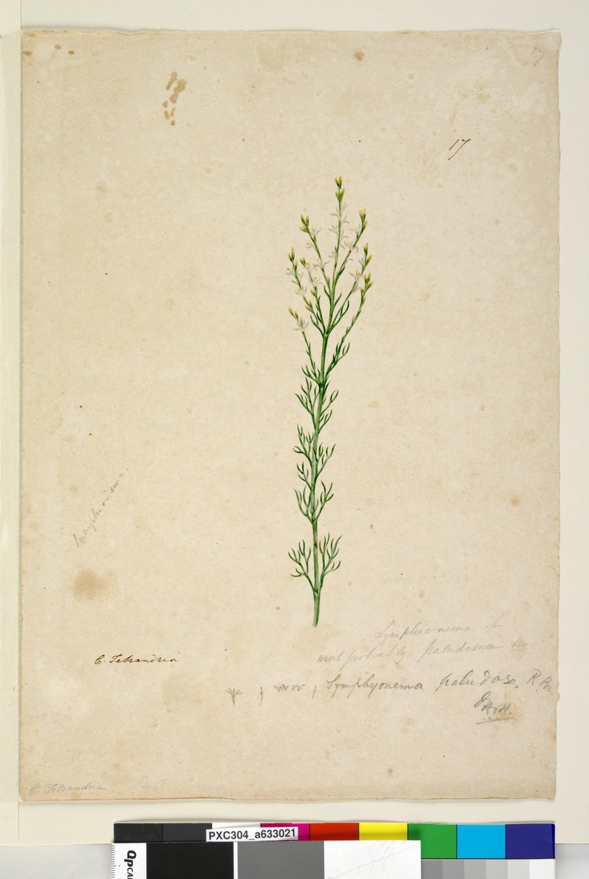 Página 17. Symphionema paludosum, c.1803-06 (wc, caneta, tinta e lápis) de John William Lewin