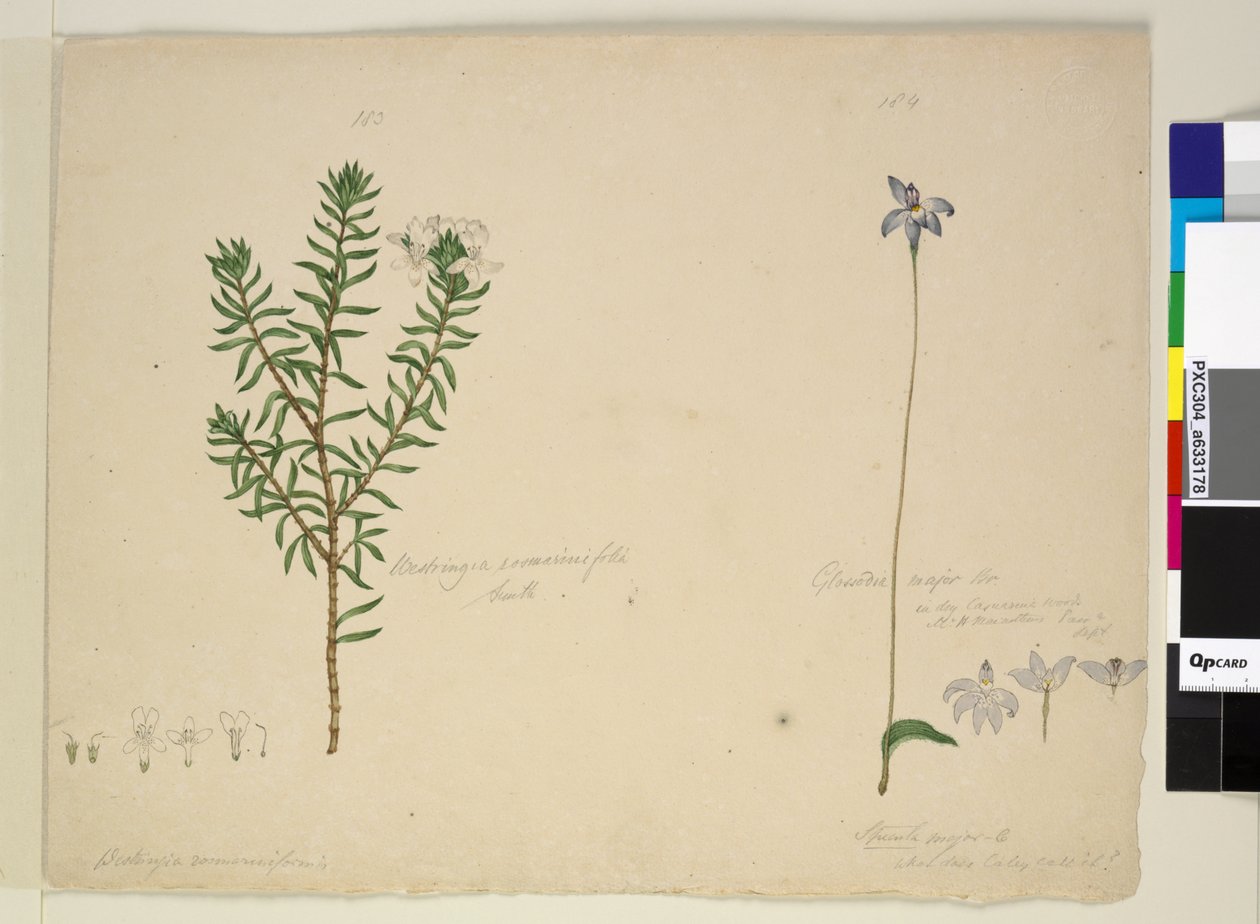 Página 183. Westringia rosmarinifolia Westringia frutífera; 184. Glossodia major, c.1803-06 (wc, caneta, tinta e lápis) de John William Lewin