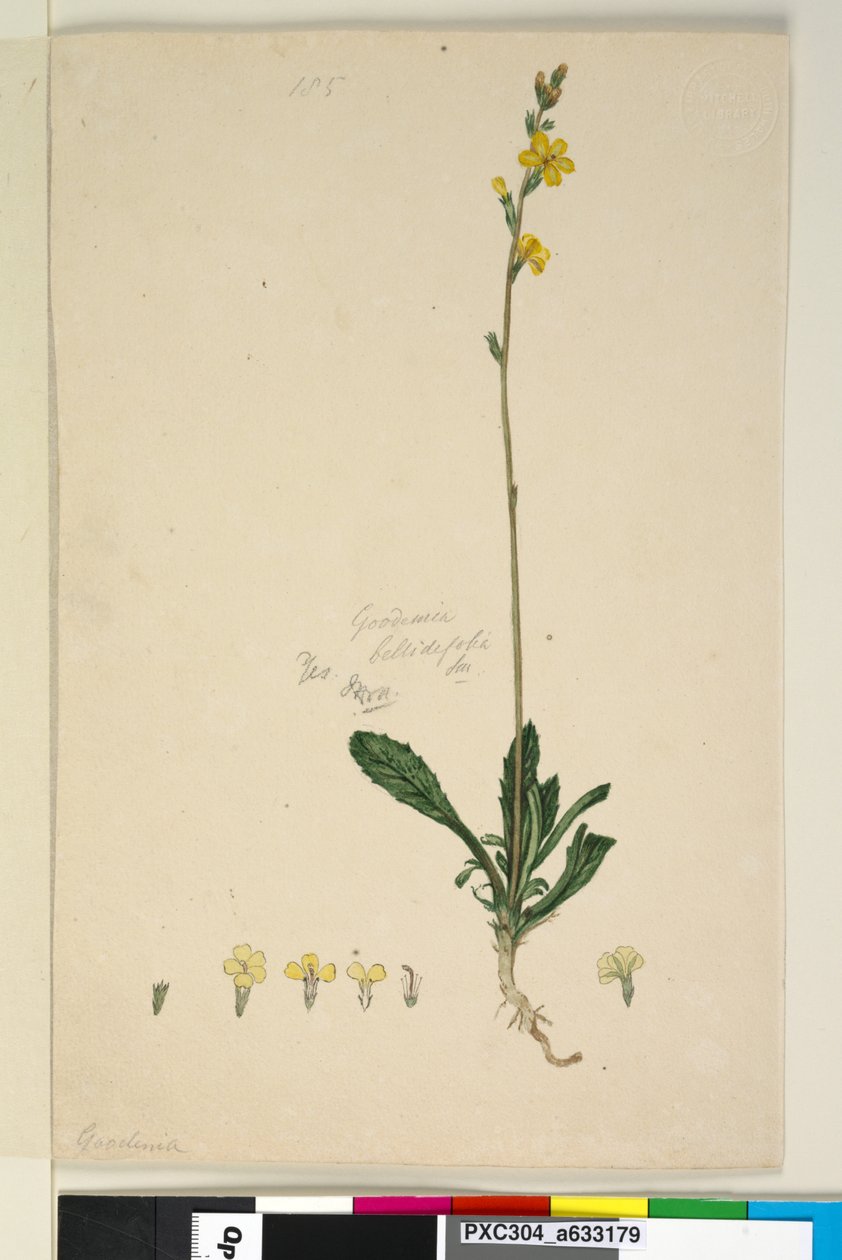 Página 185. Goodenia bellidifolia, c.1803-06 (wc, caneta, tinta e lápis) de John William Lewin