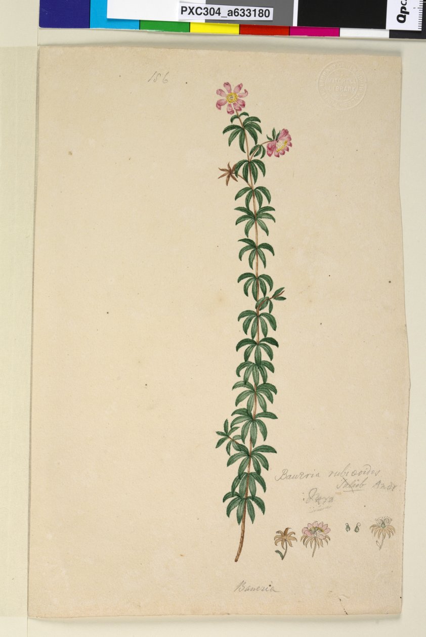 Página 186. Bauera rubioides, c.1803-06 (wc, caneta, tinta e lápis) de John William Lewin