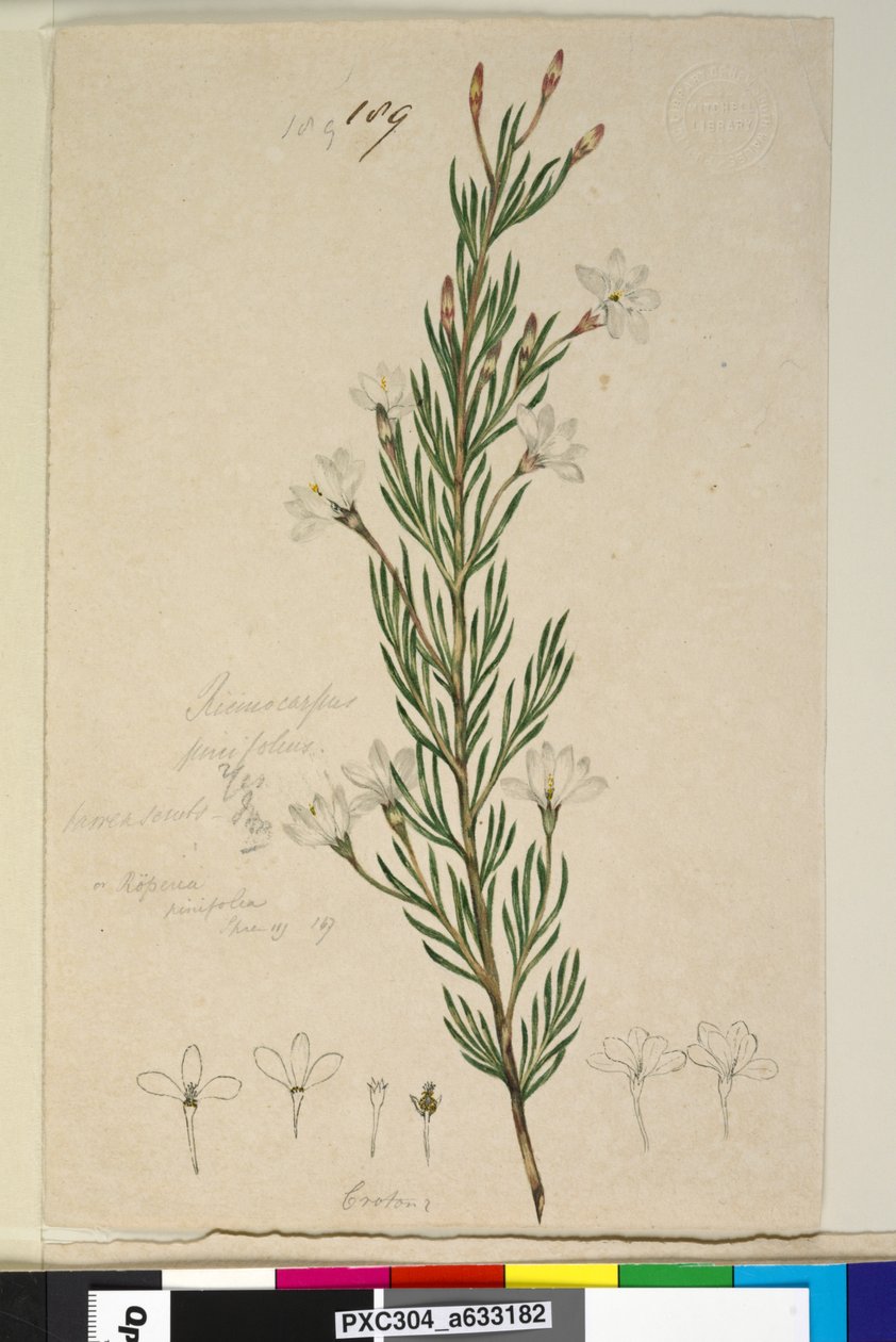Página 189. Ricinocarpus pinifolius, c.1803-06 (wc, caneta, tinta e lápis) de John William Lewin